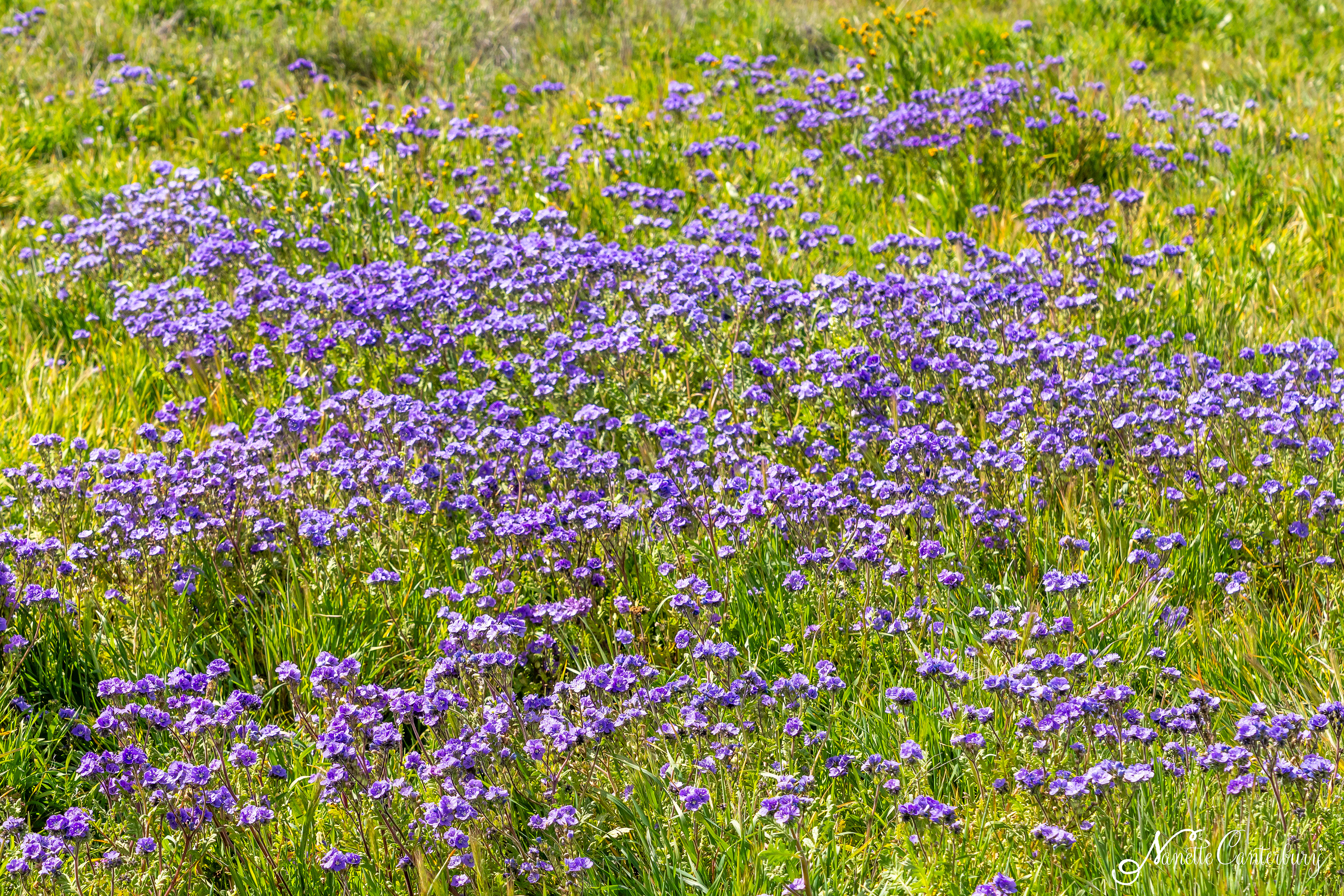 Purple Phacelia