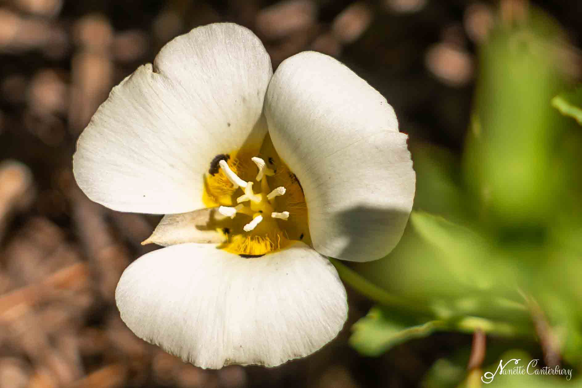 Mariposa Lily