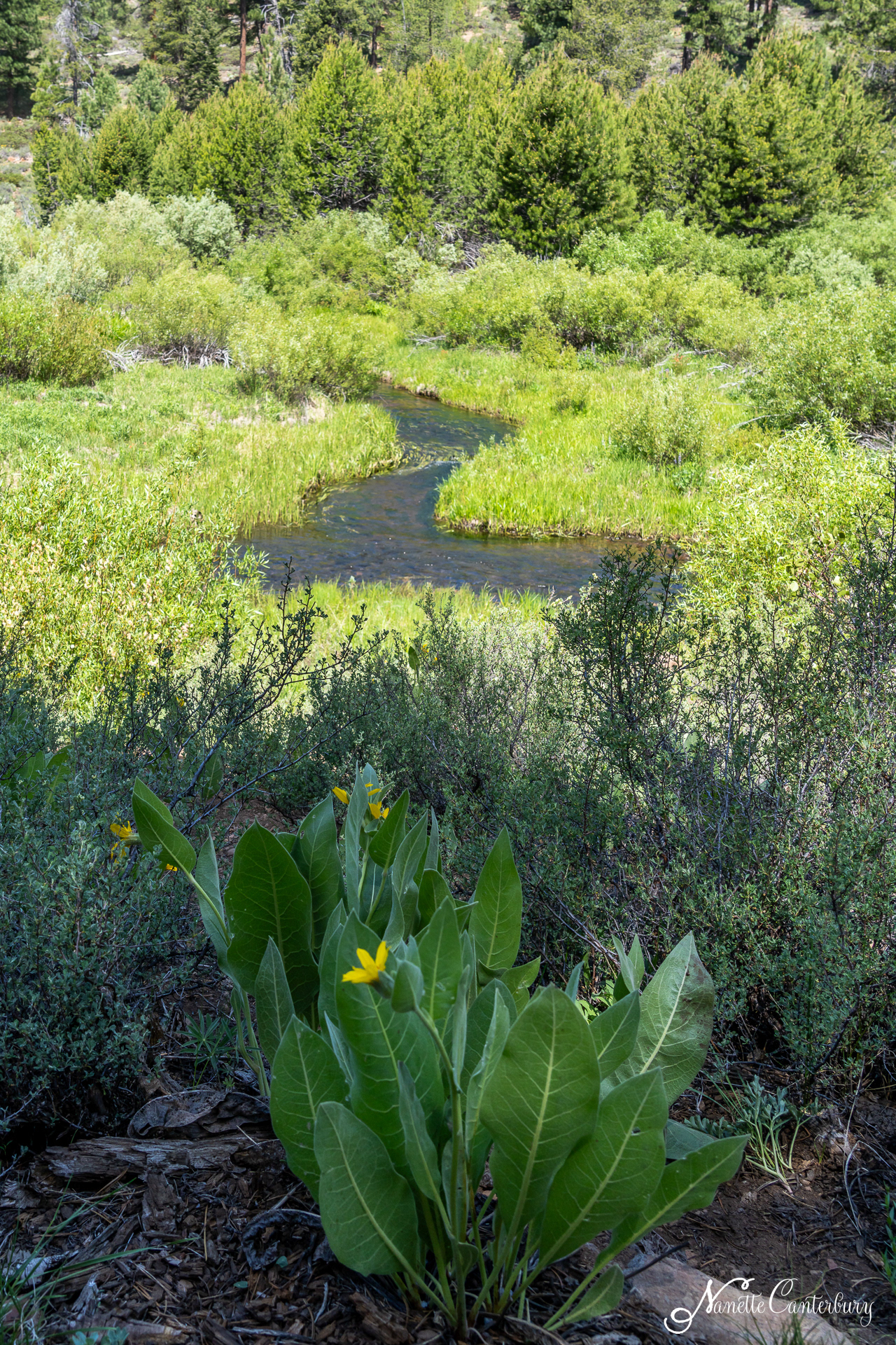 Sagehen Creek and Arrowleaf Balsamroot