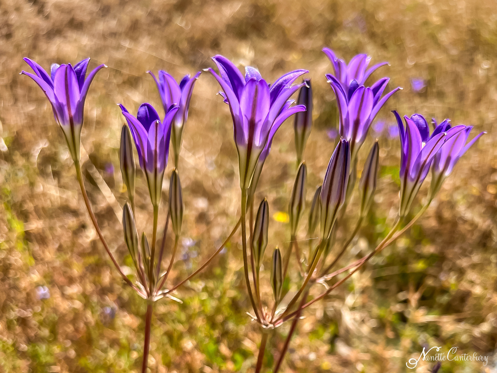 Harvest Brodiaea