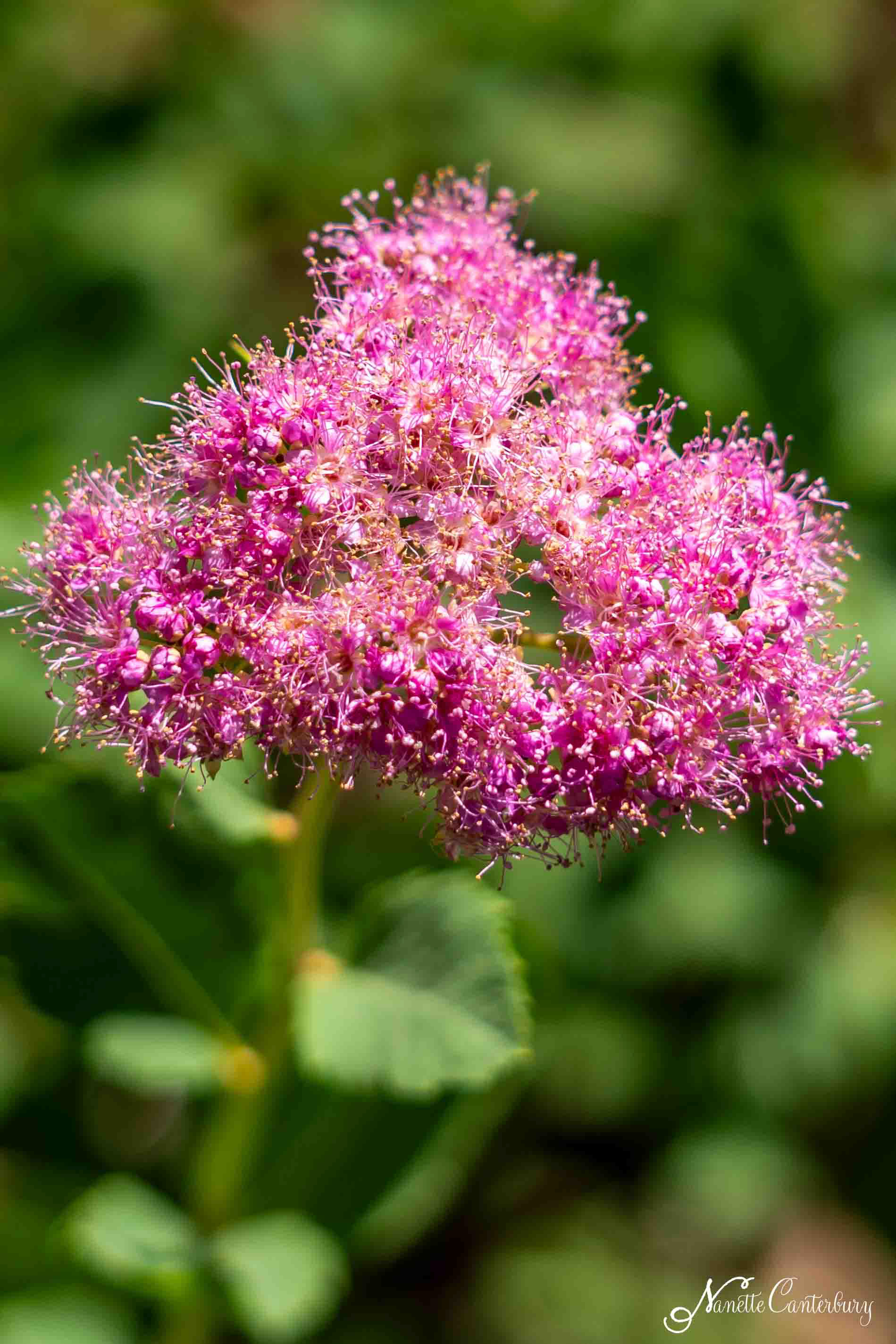 Spirea