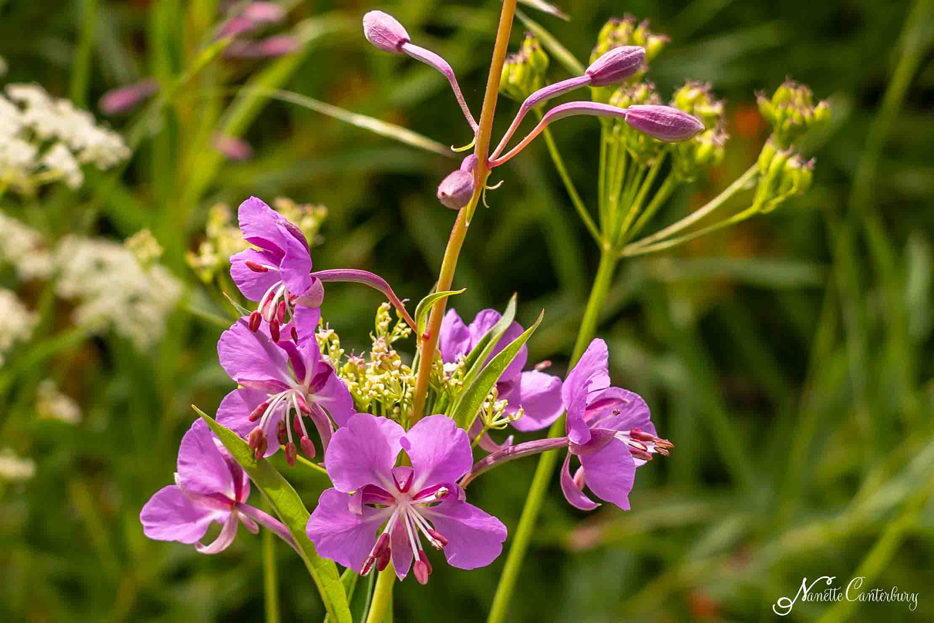 Fireweed