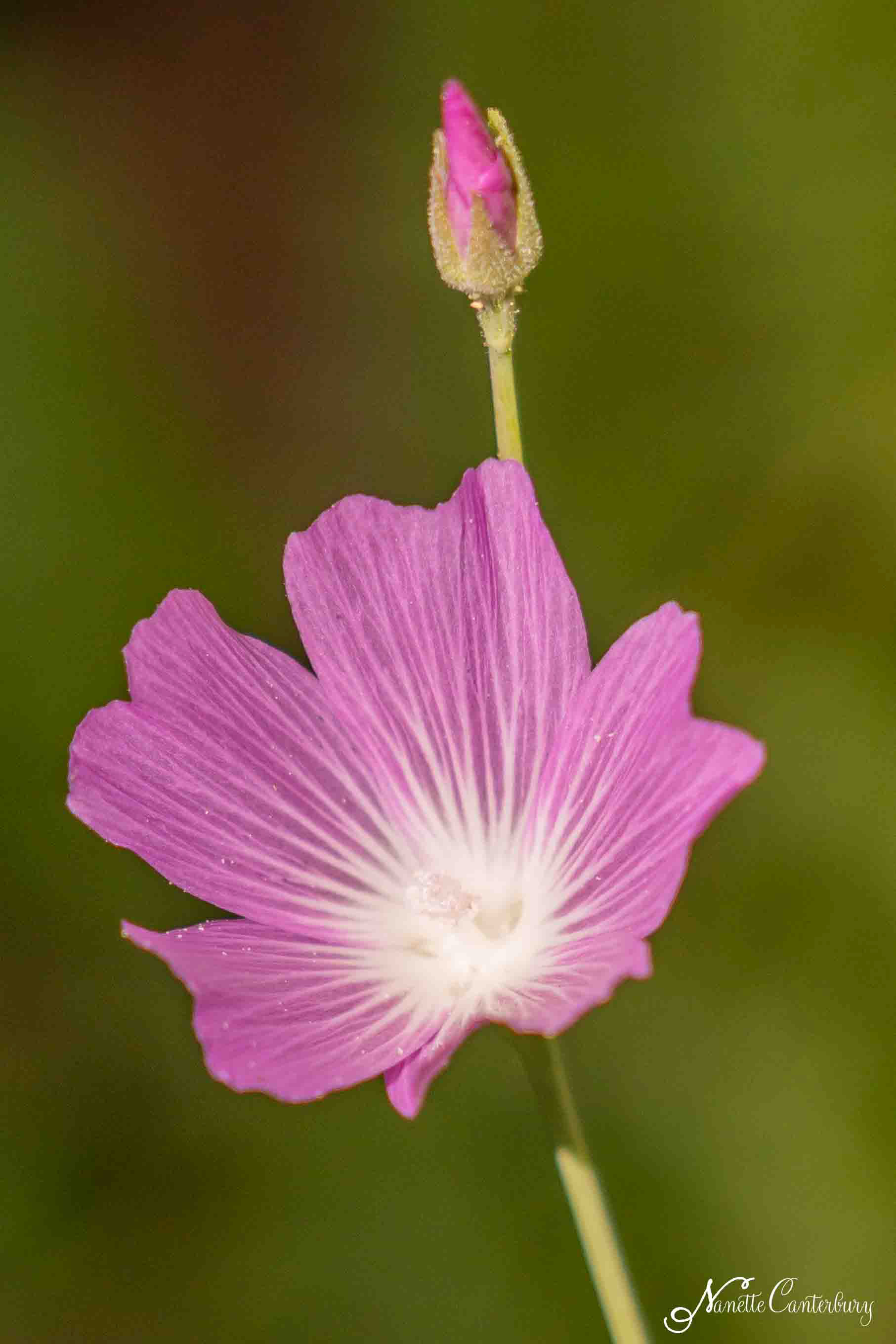 Checkerbloom