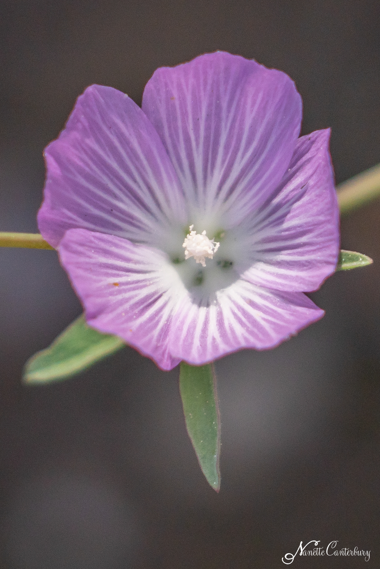 Checkerbloom