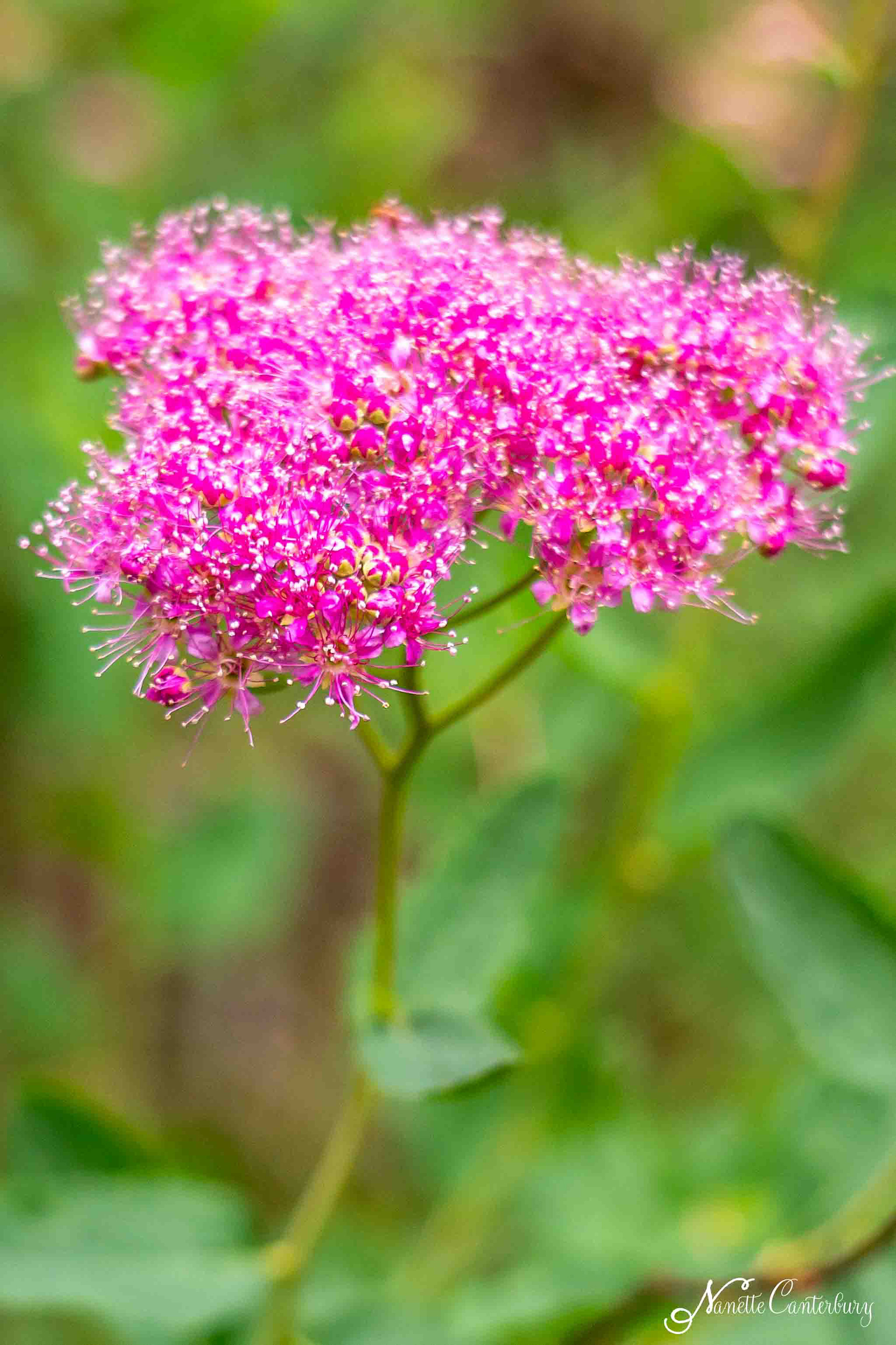 Spirea