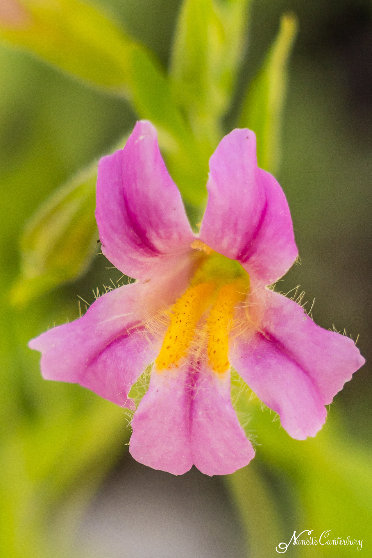 Blushing Monkeyflower
