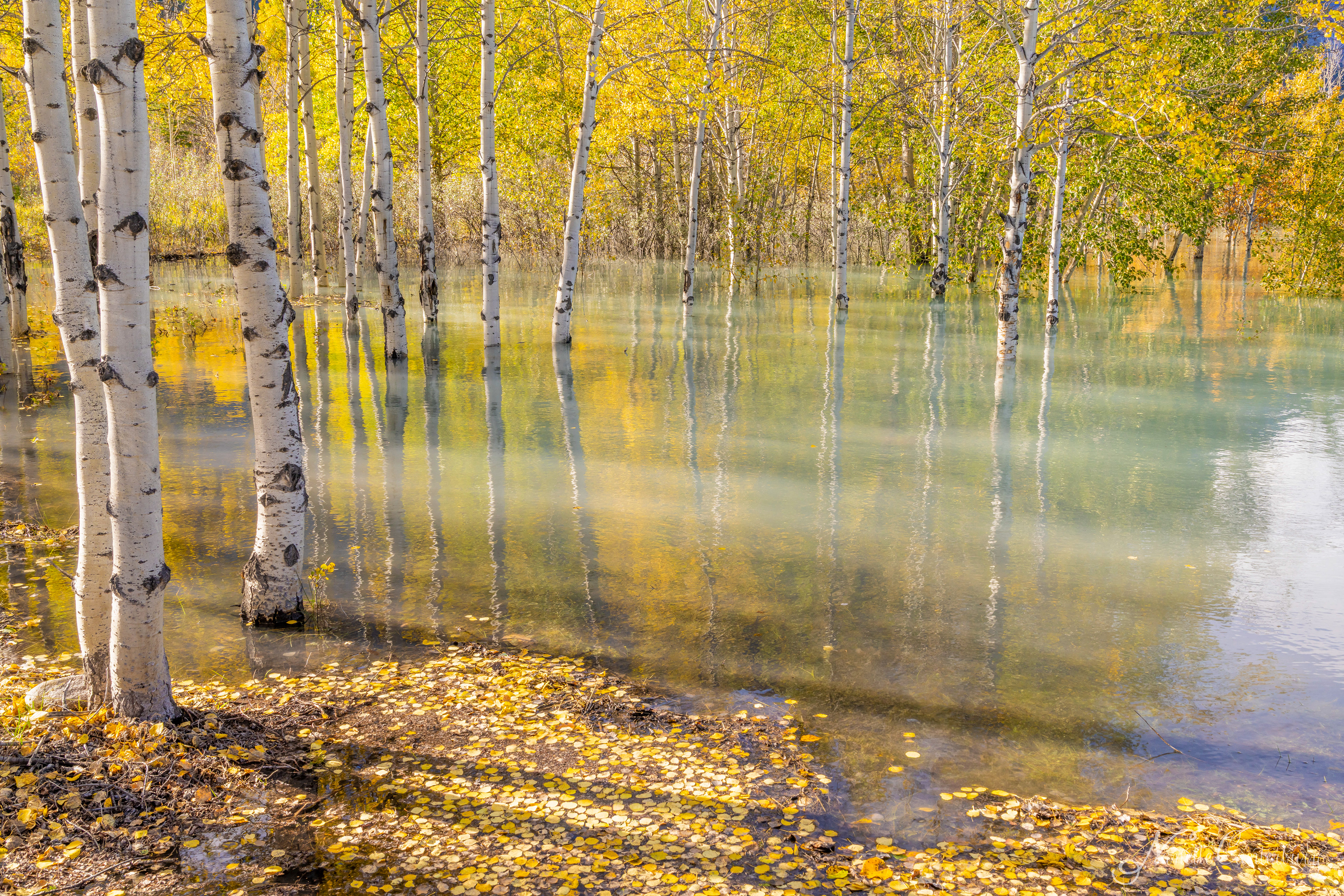 Abraham Lake