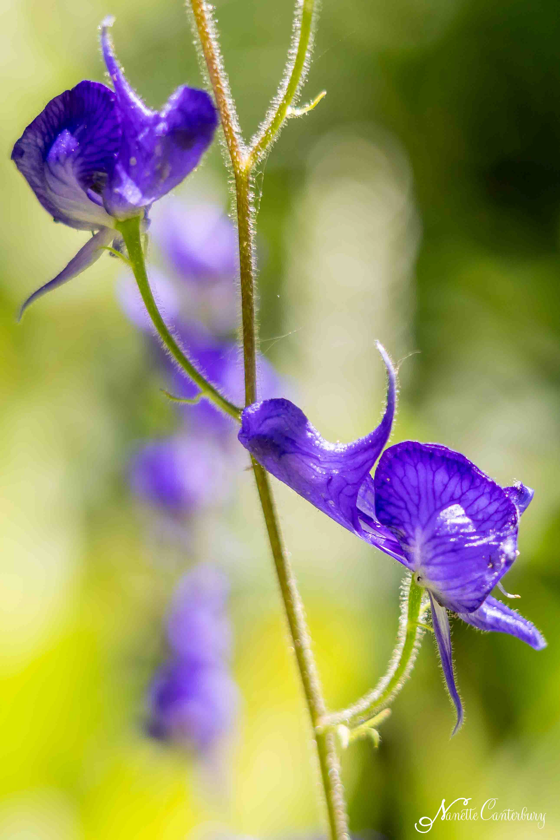 Monkshood