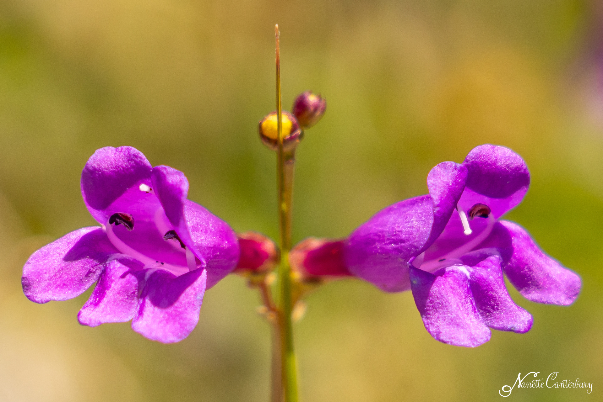 Penstemon