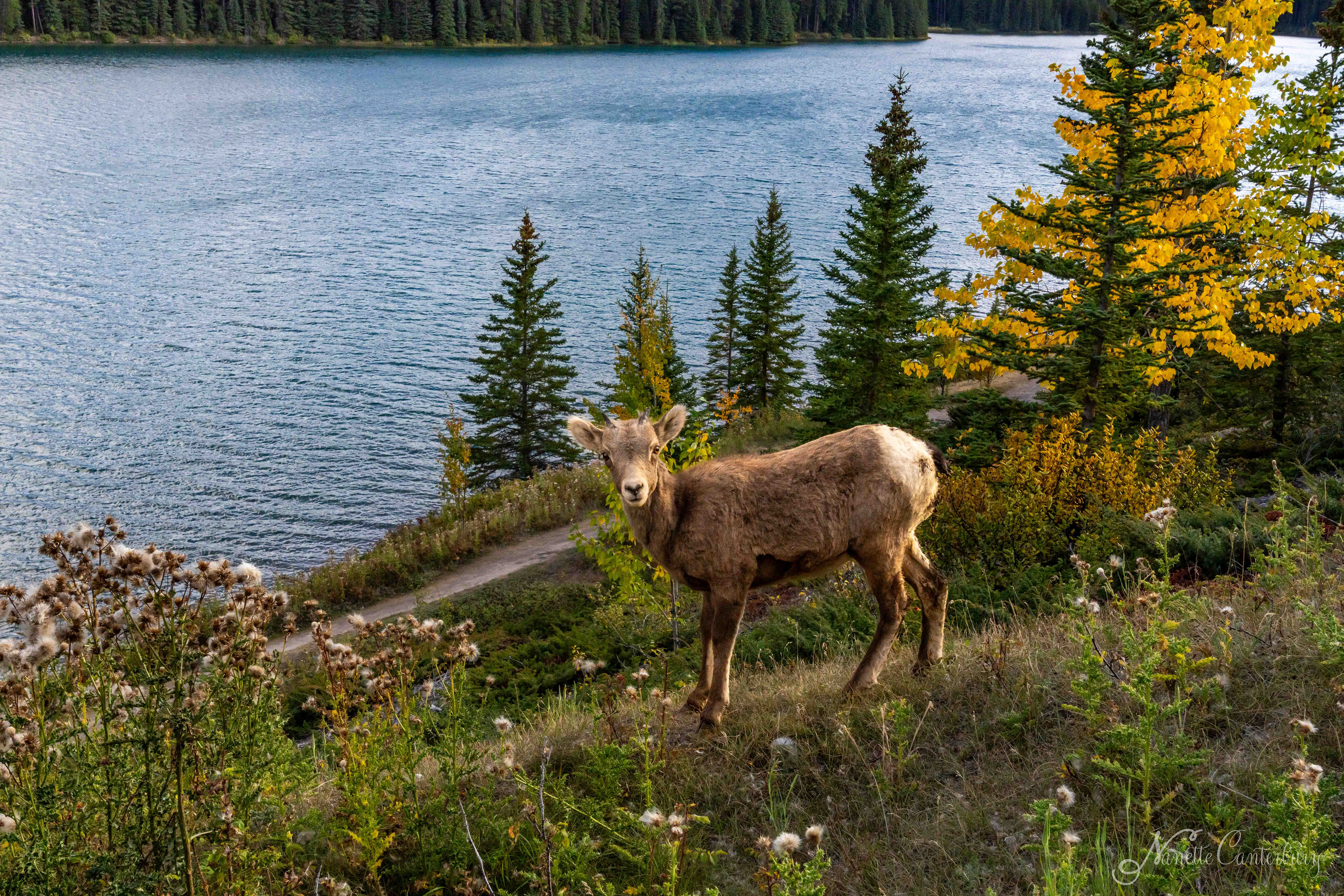 Two Jack Lake