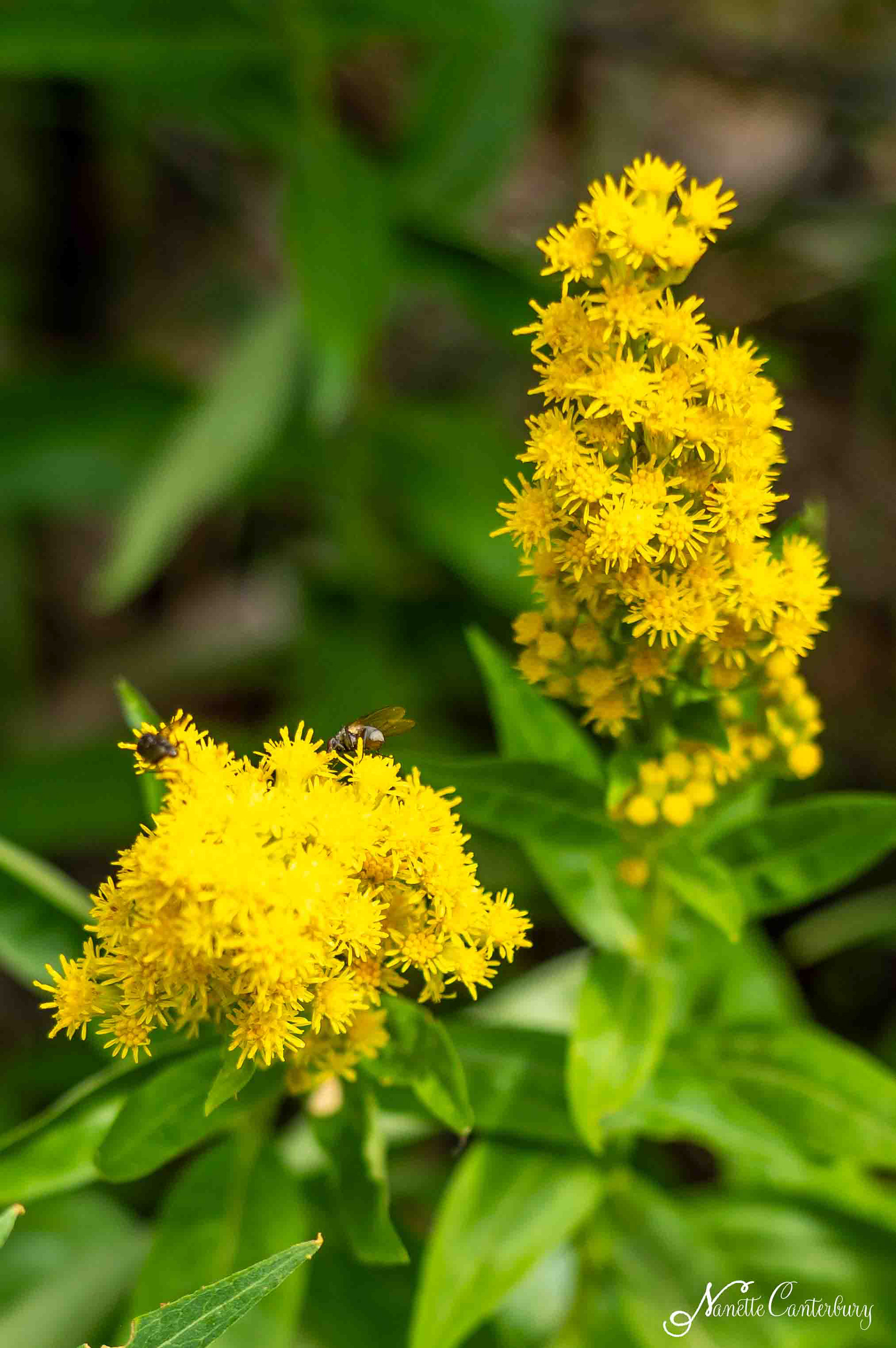 Canadian Goldenrod