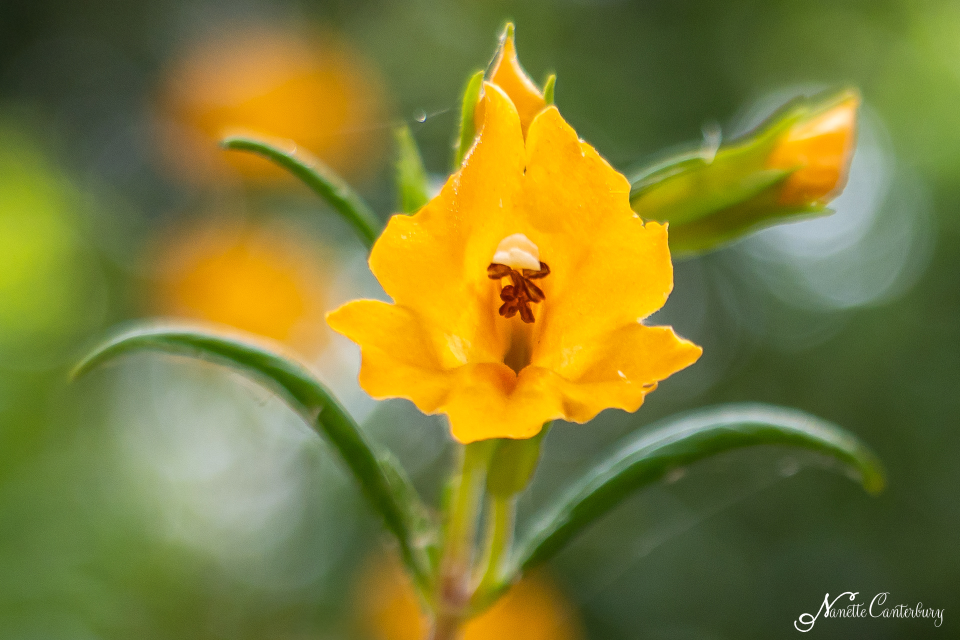 Sticky Monkey Flower