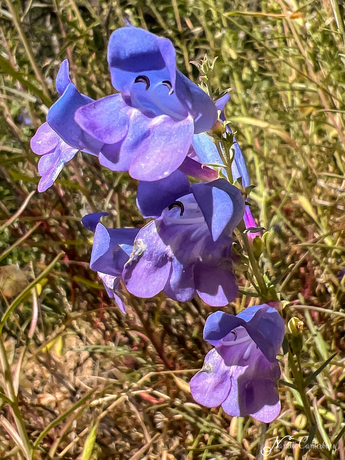Foothill Penstemon