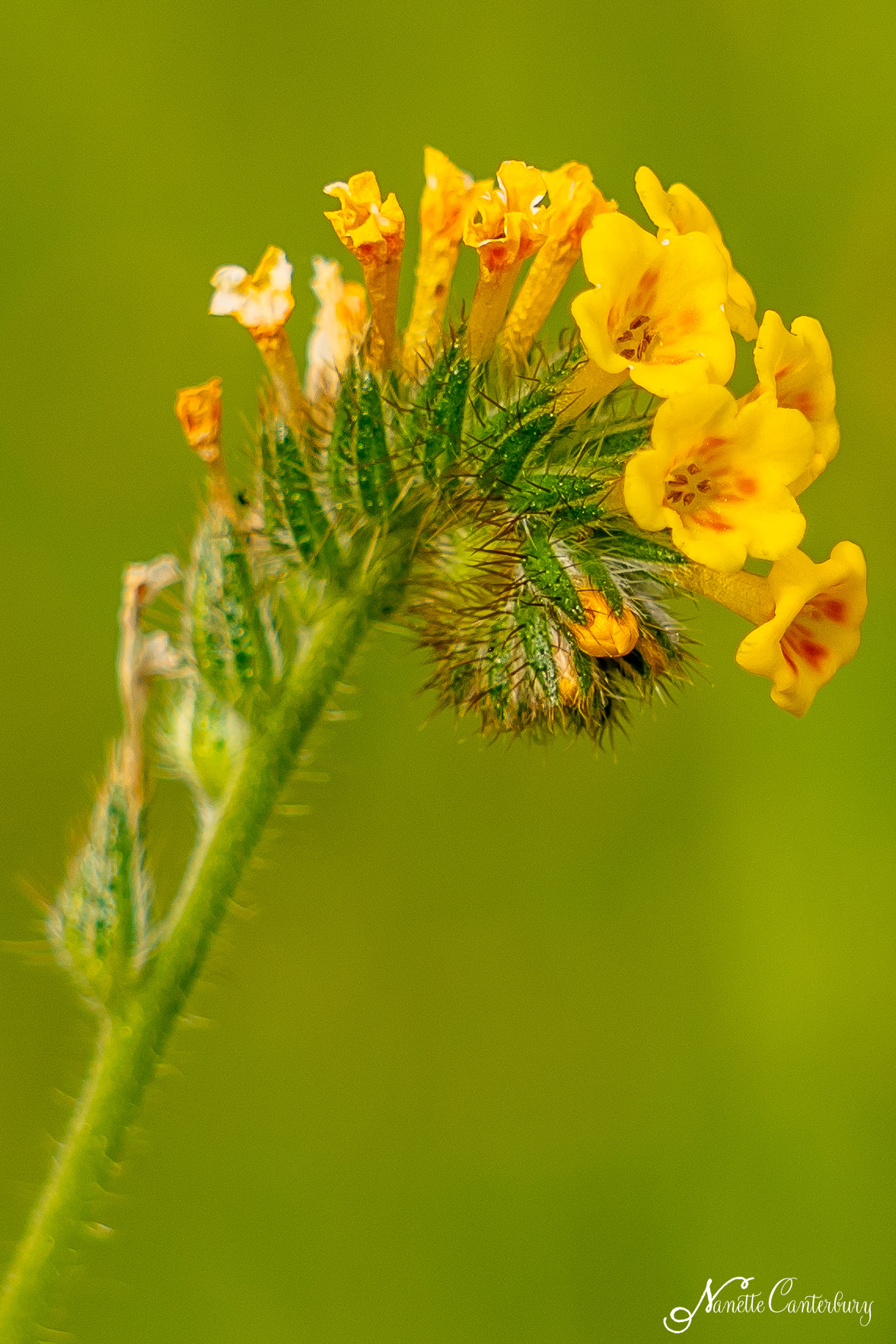 Fiddleneck