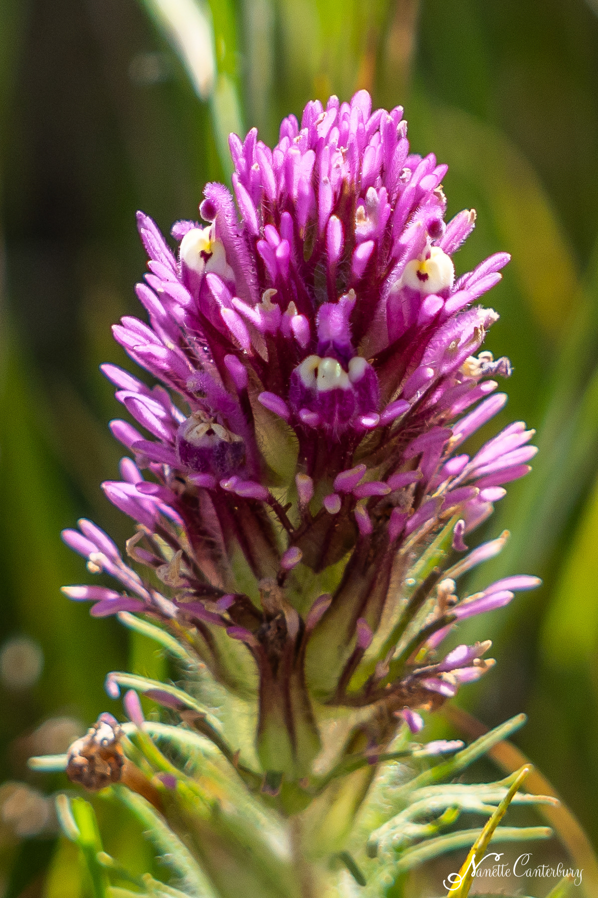 Owl's Clover