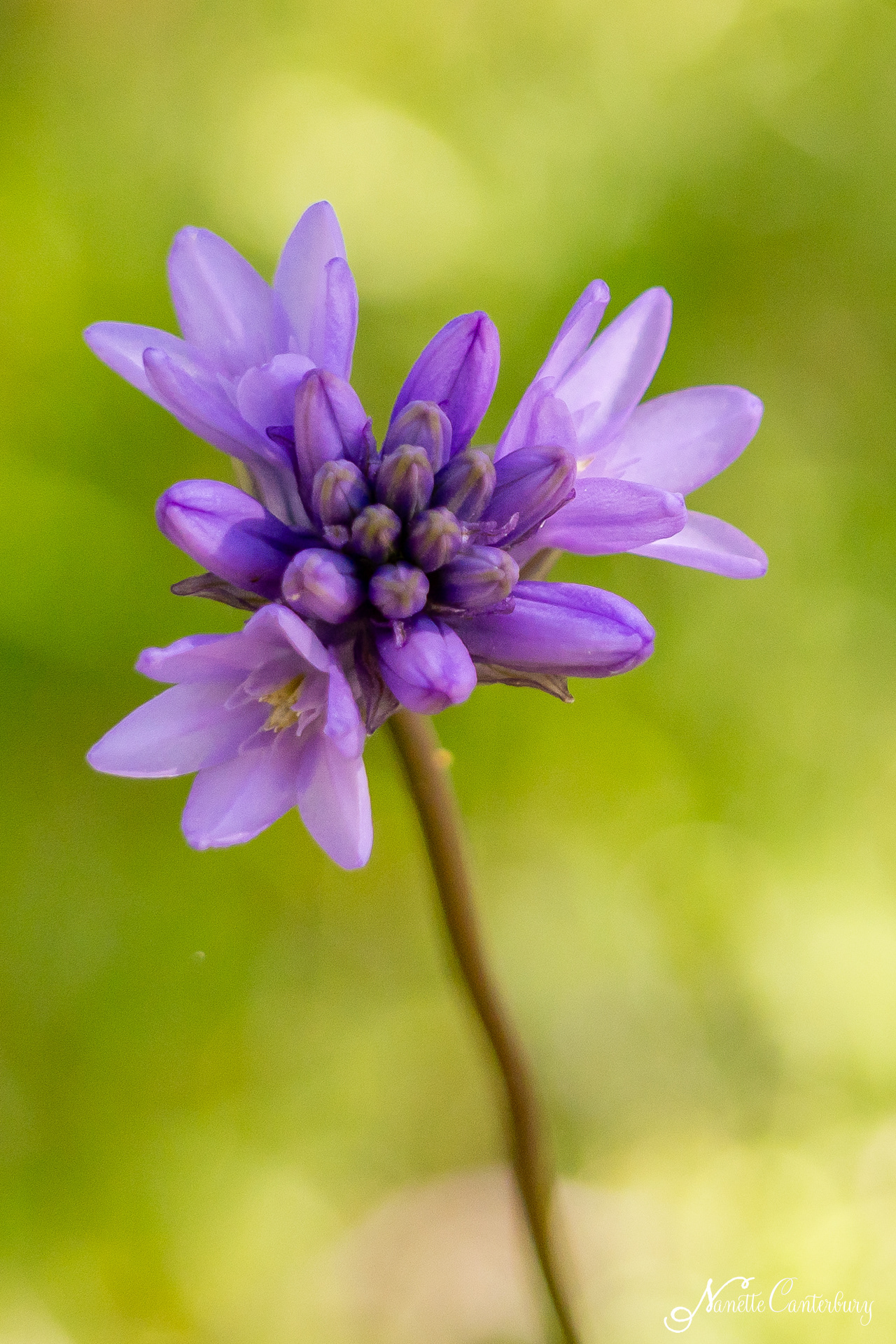 Blue Dicks/Wild Hyacinth