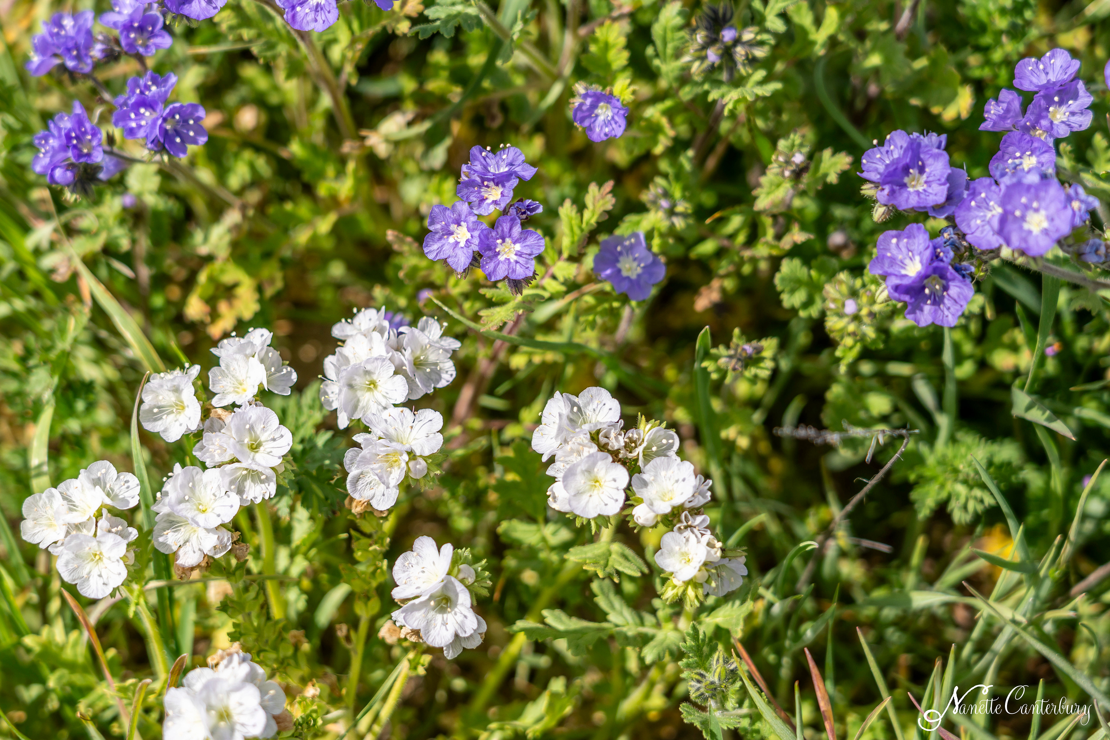 Purple and White Phacelia