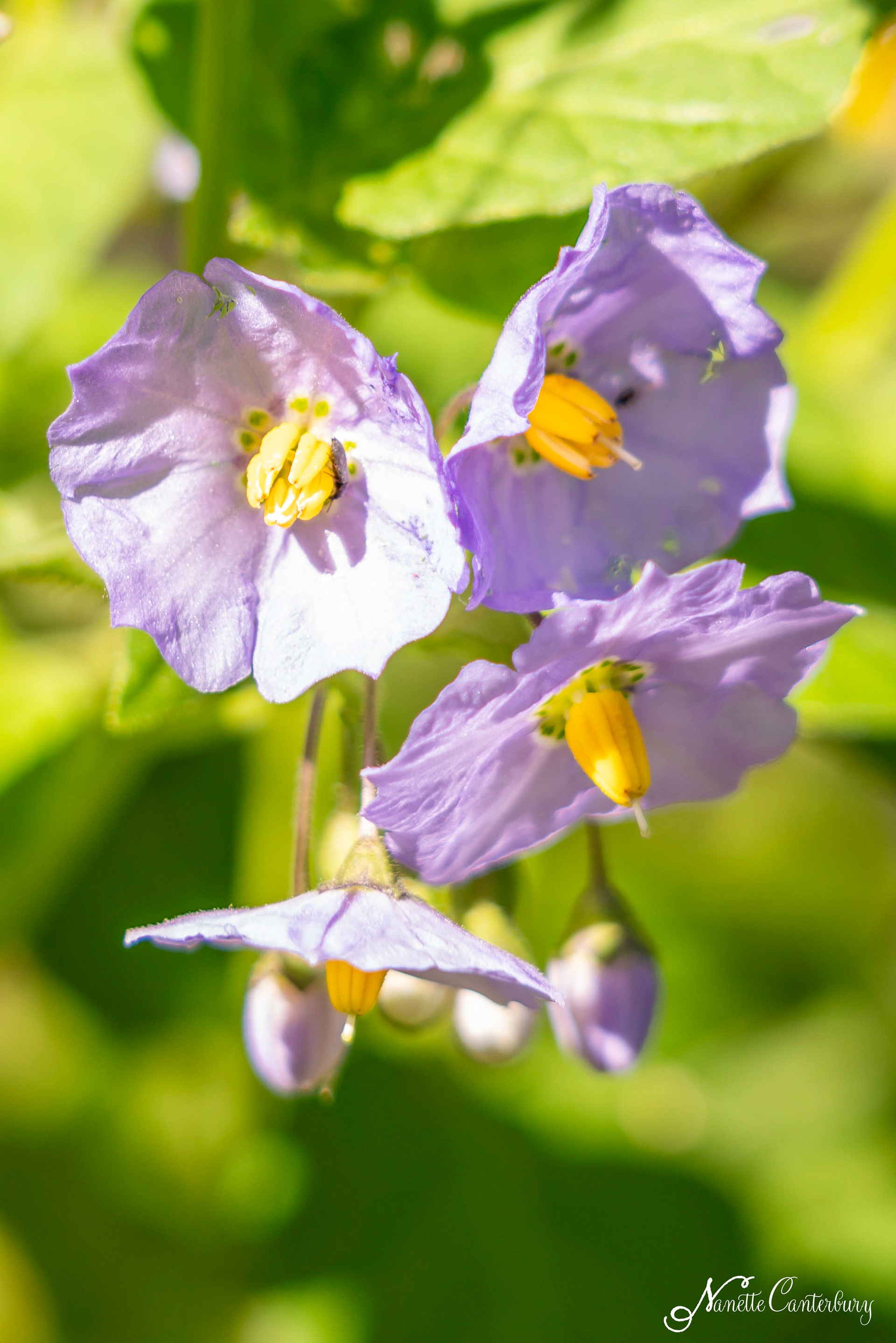 Nightshade