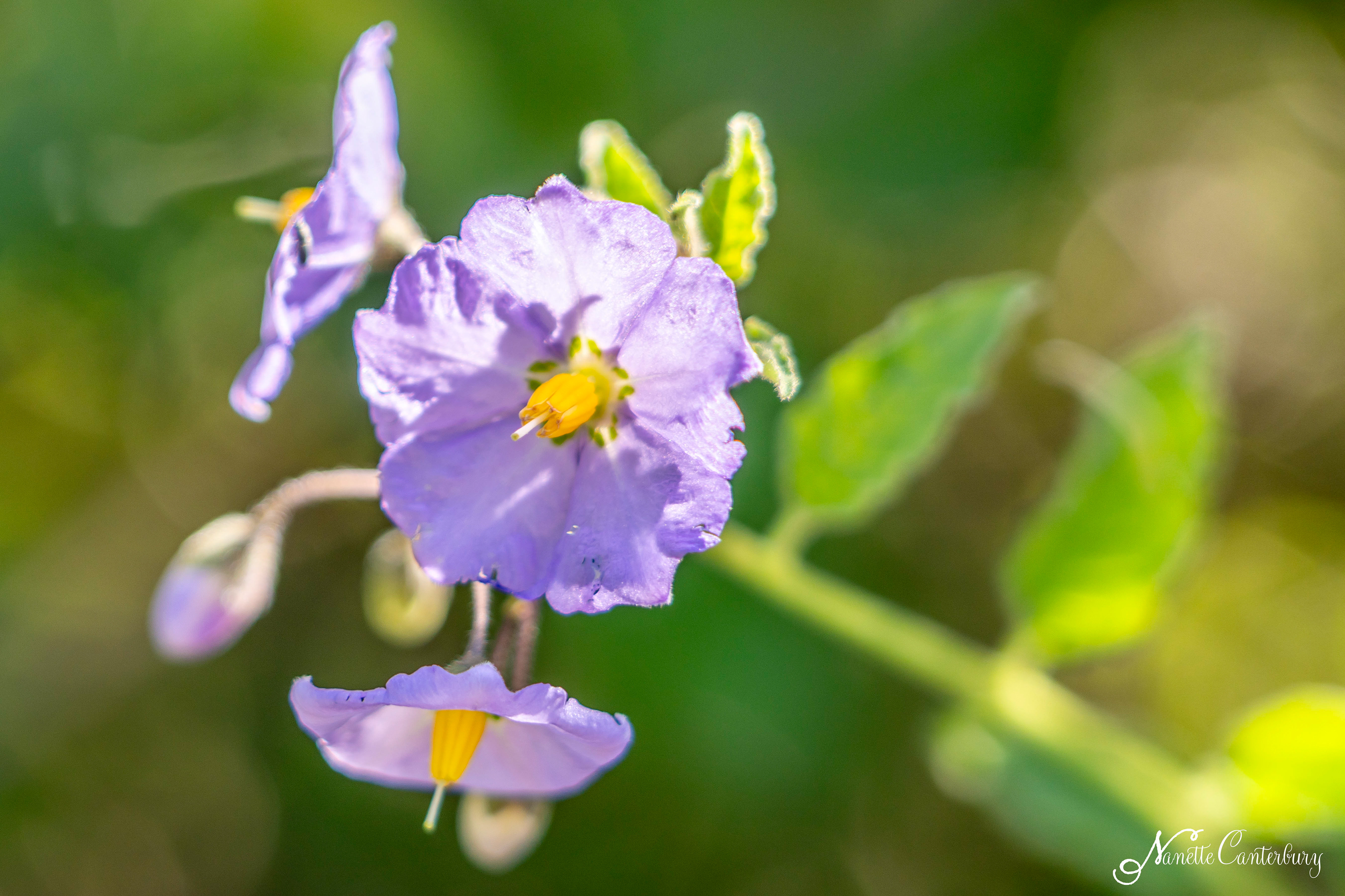 Nightshade