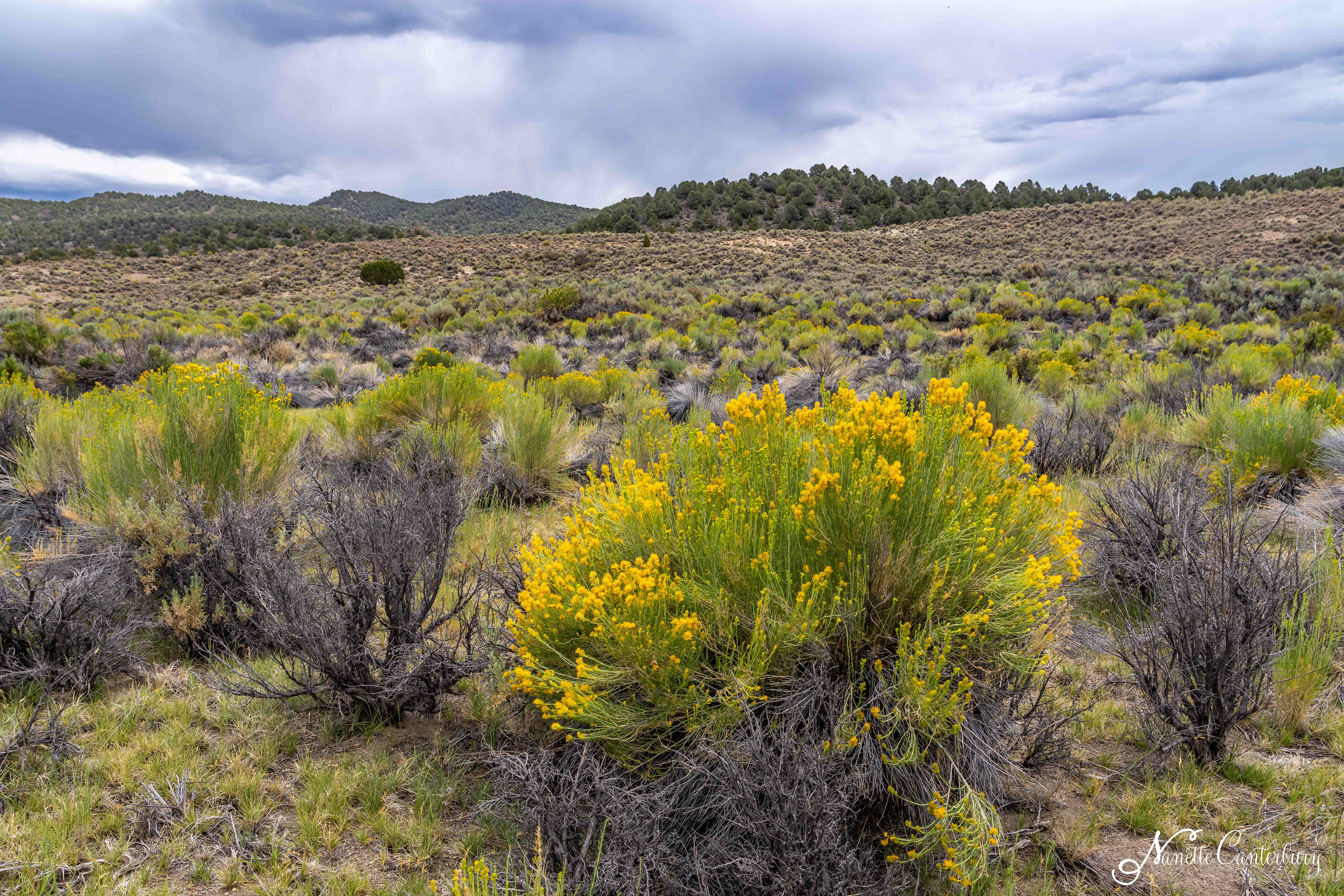 Rabbit Brush