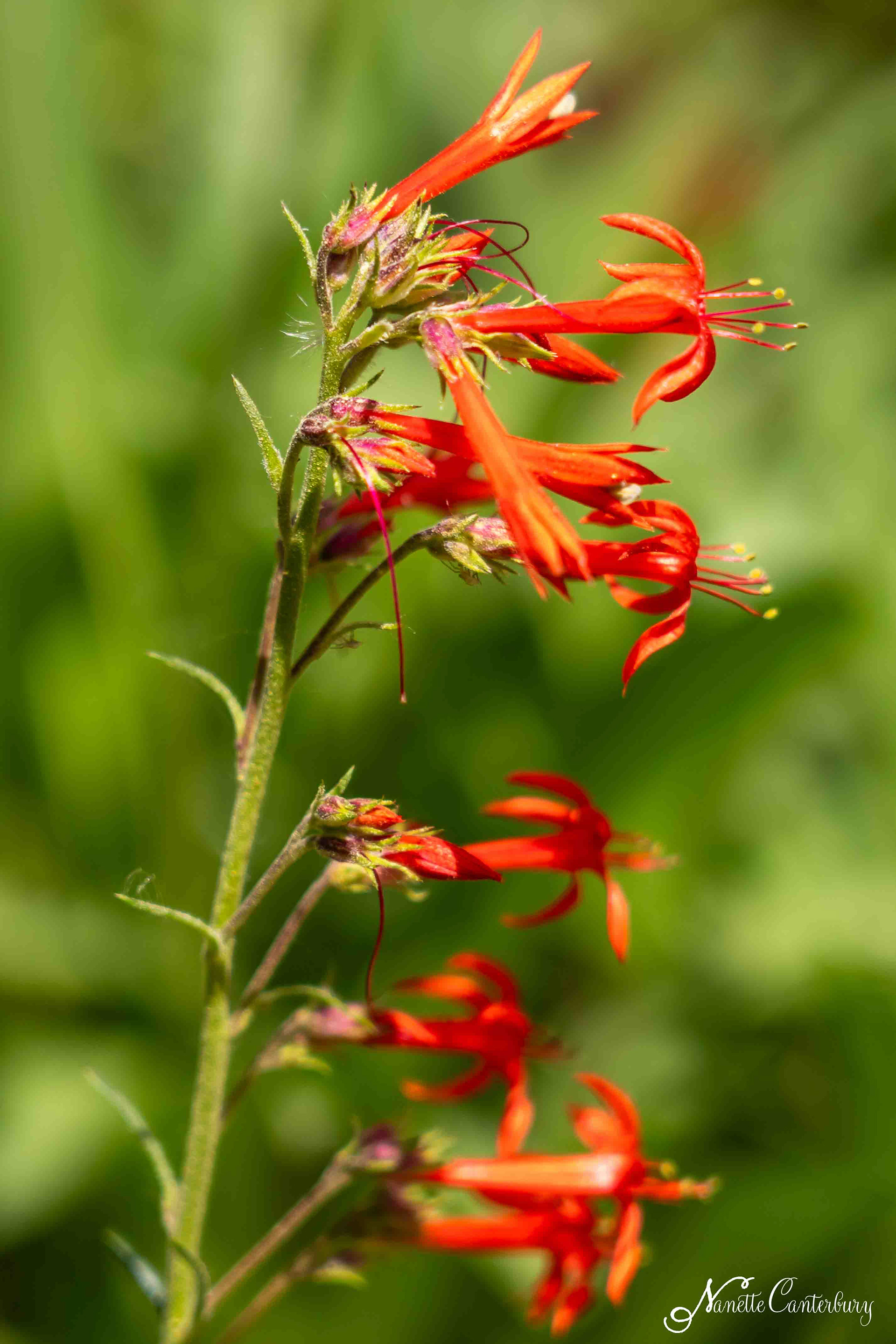 Scarlet Gilia