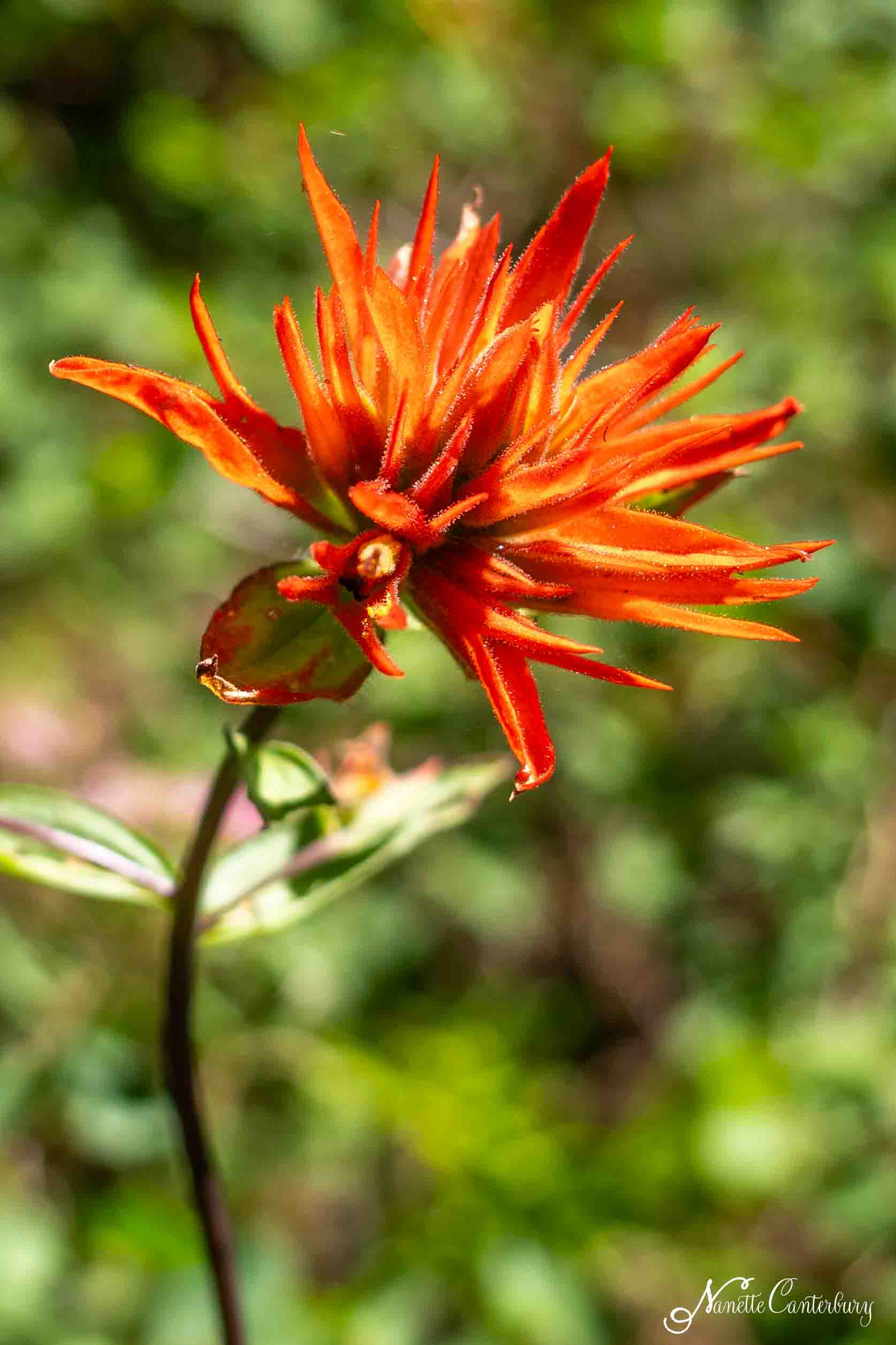 Paintbrush