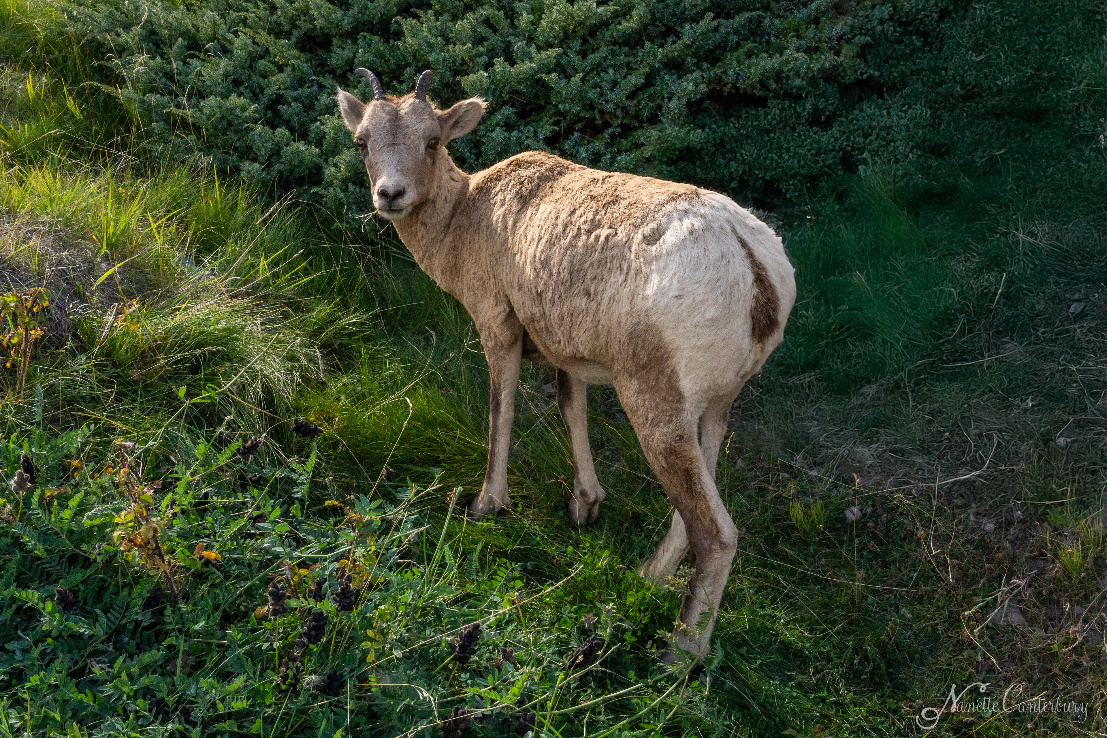 Big Horn Sheep