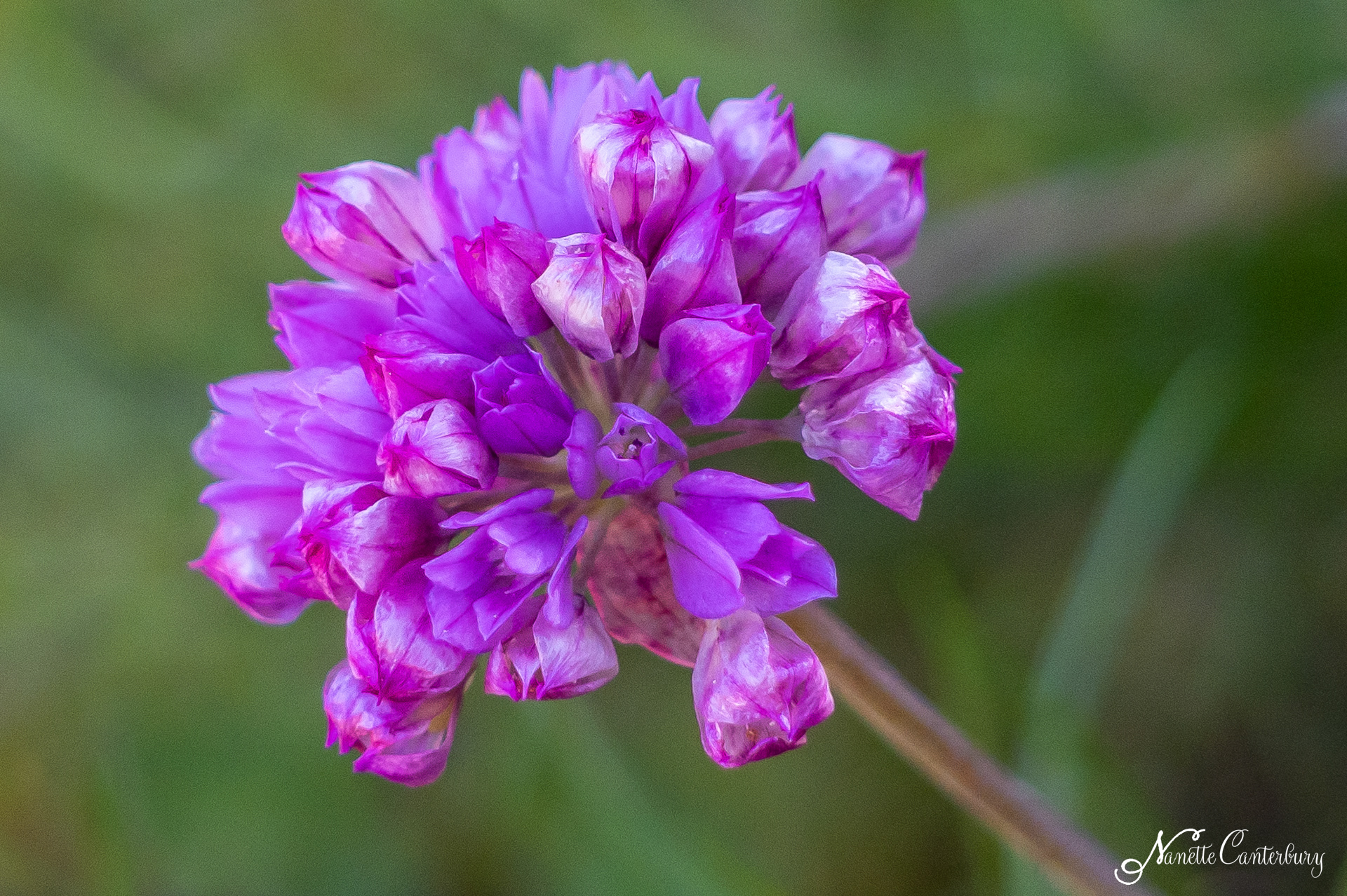 Alpine Thrift