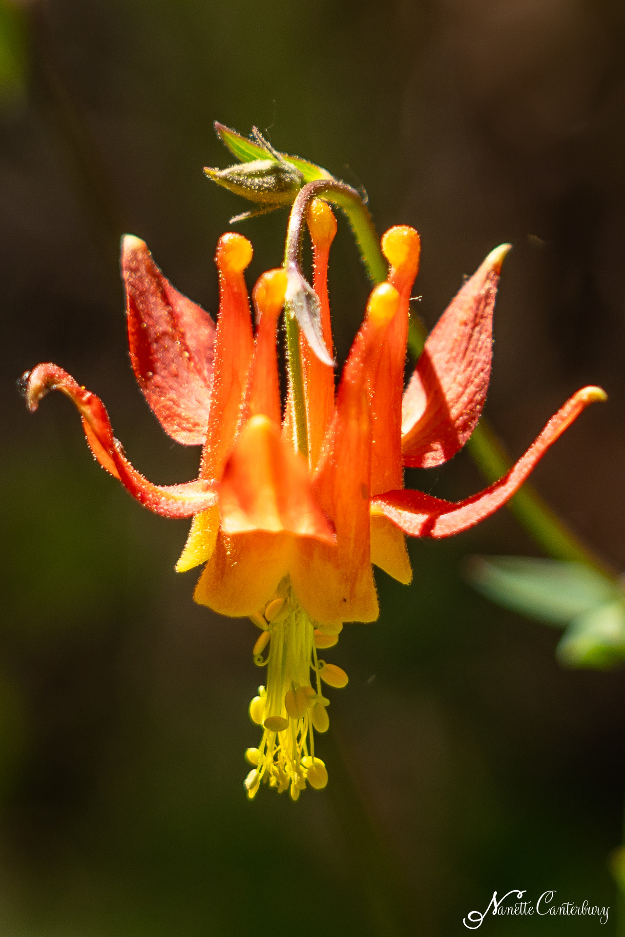 Columbine