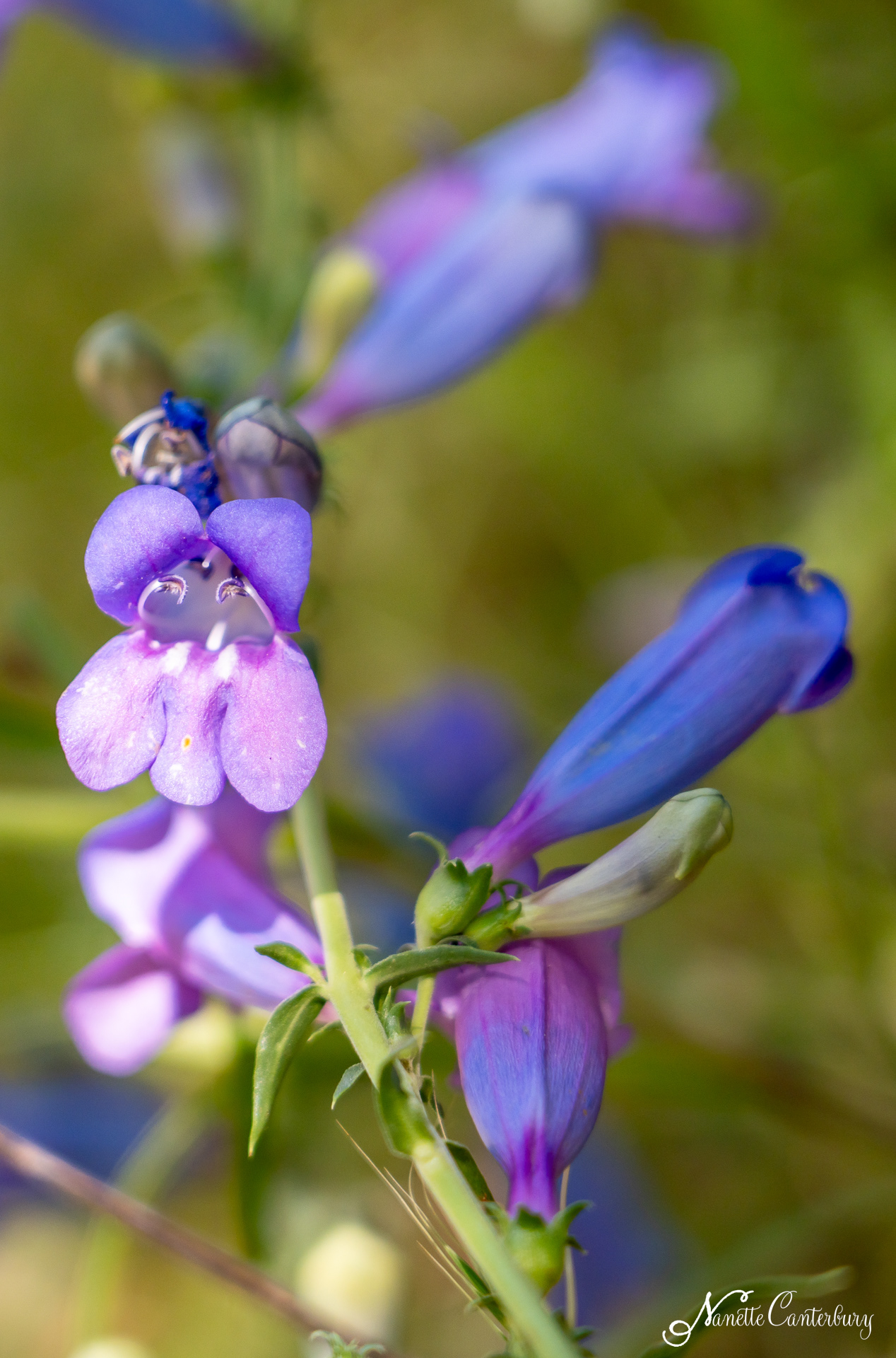 Foothill Penstemon
