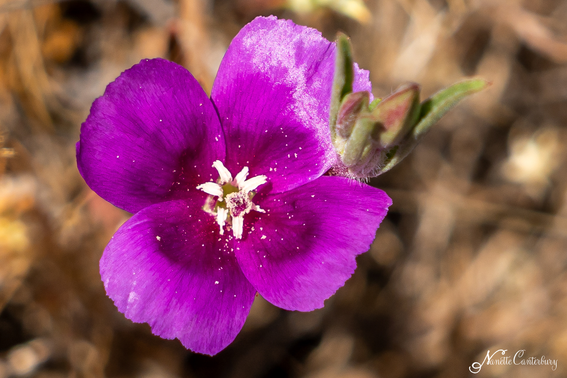 Winecup Clarkia