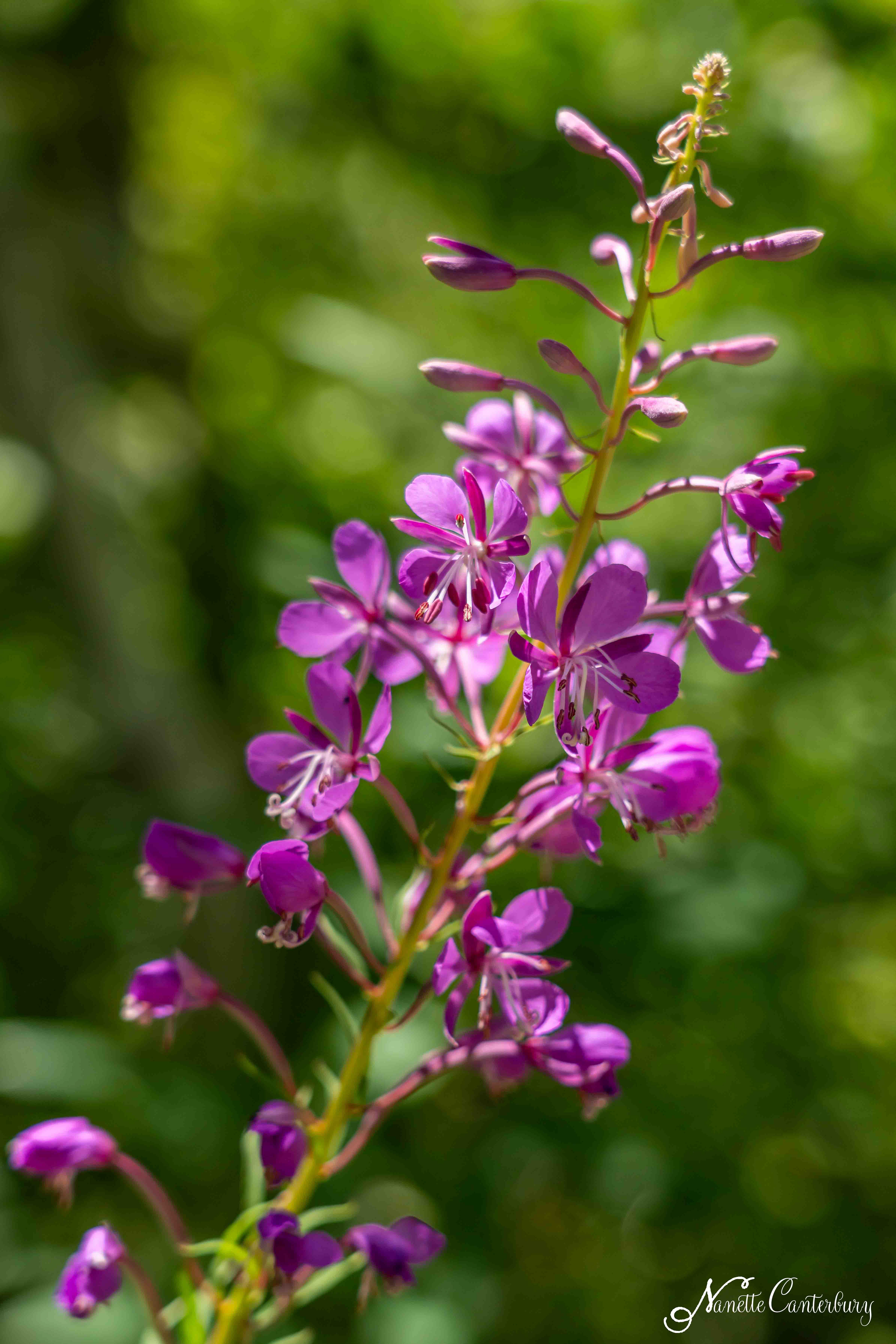 Fireweed