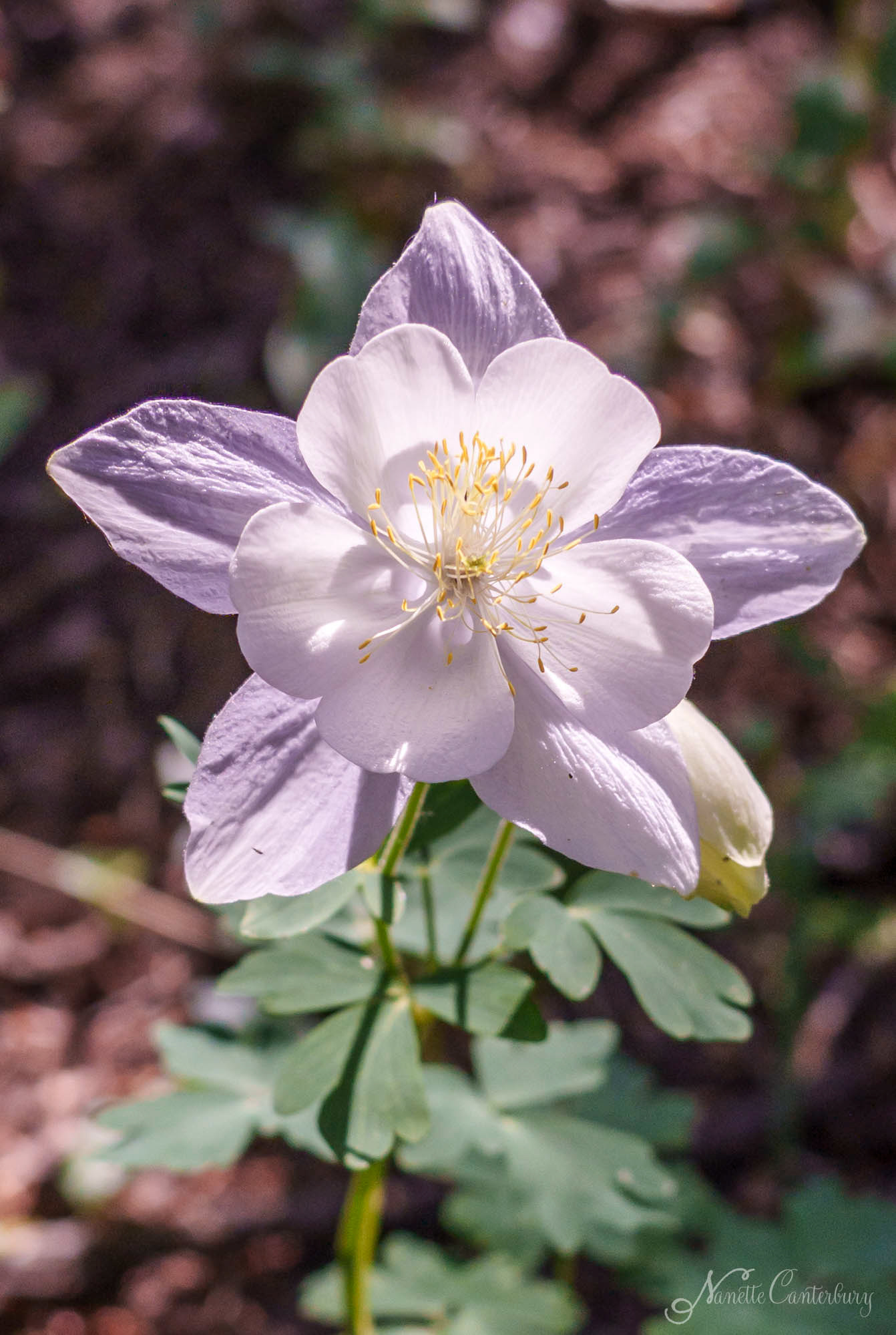 Colorado Columbine