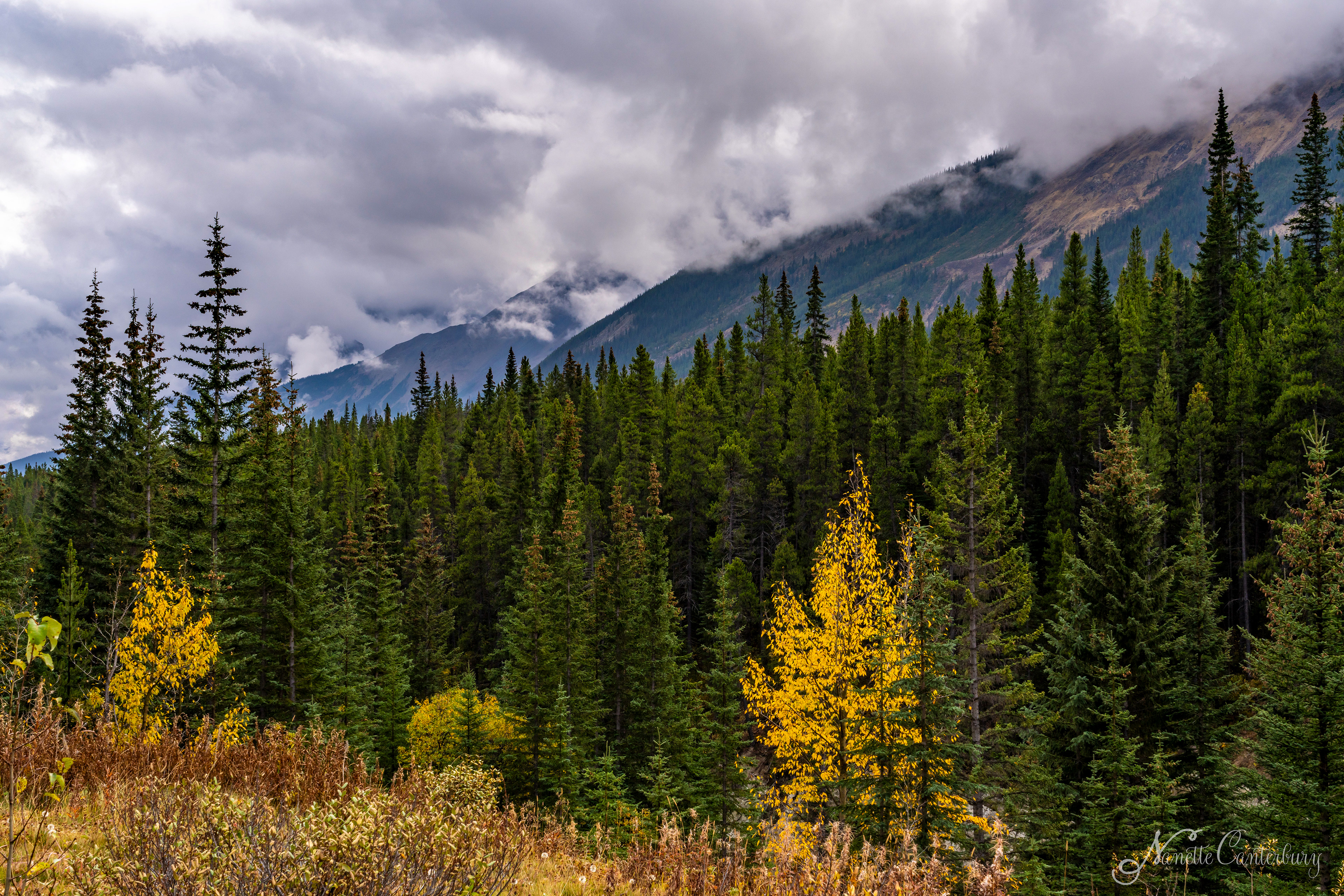 Along the Icefields Parkway