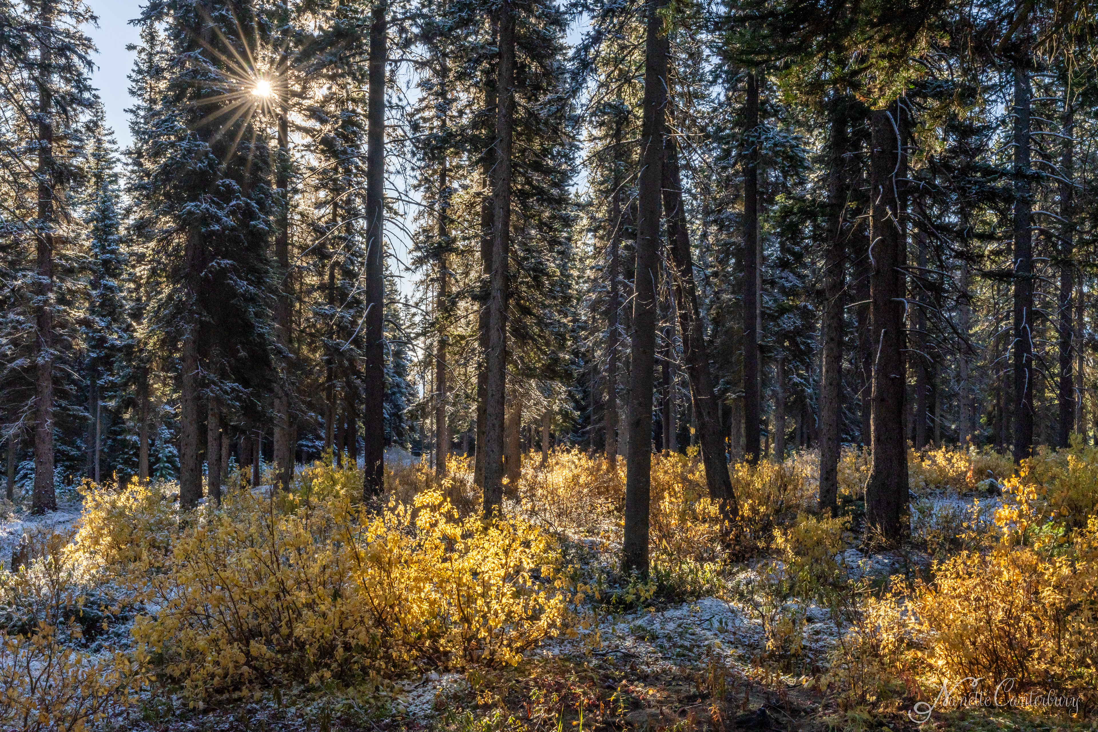 The woods at Paradise Lodge in Lake Louise