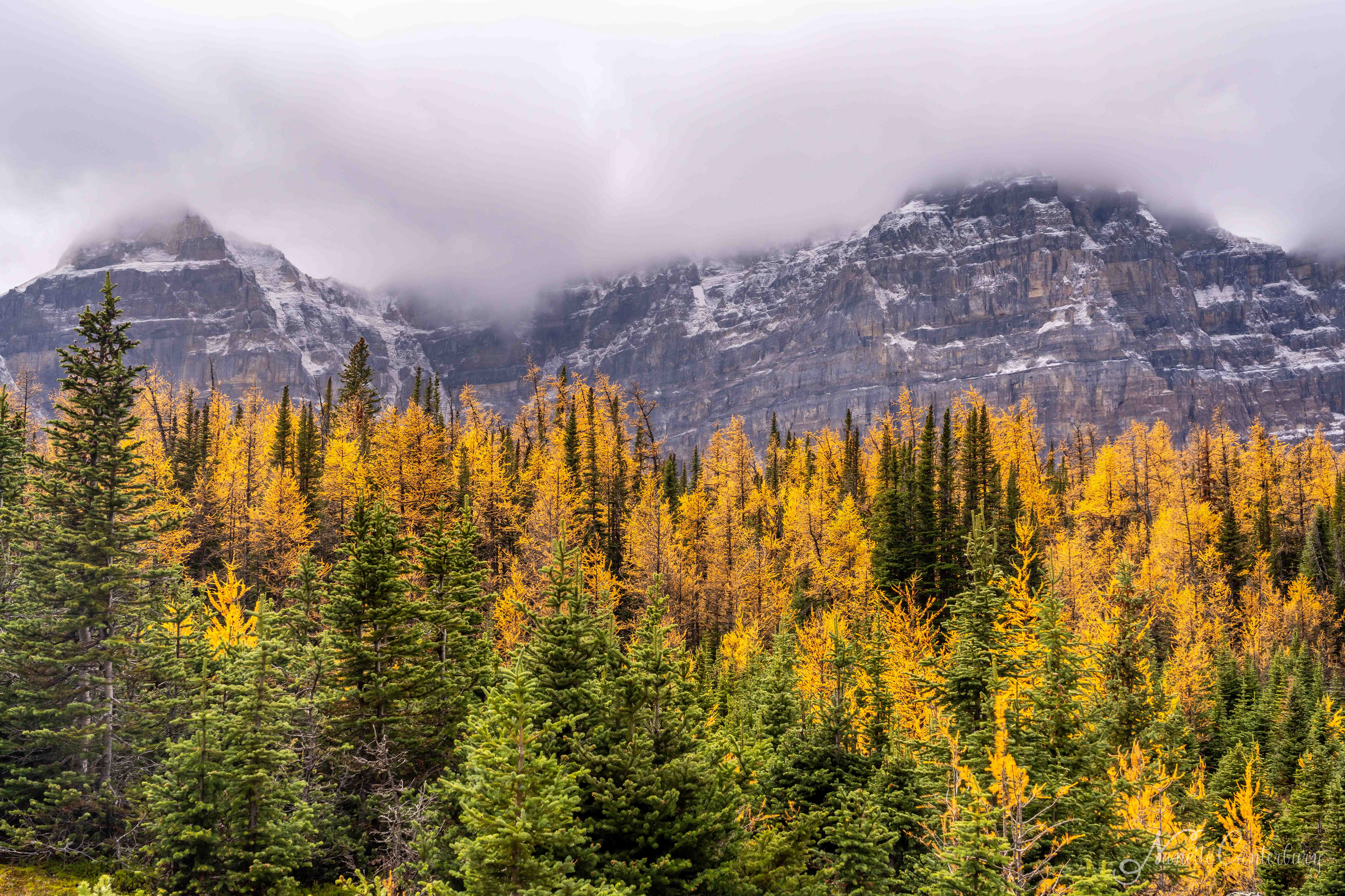 Larch Valley Trail