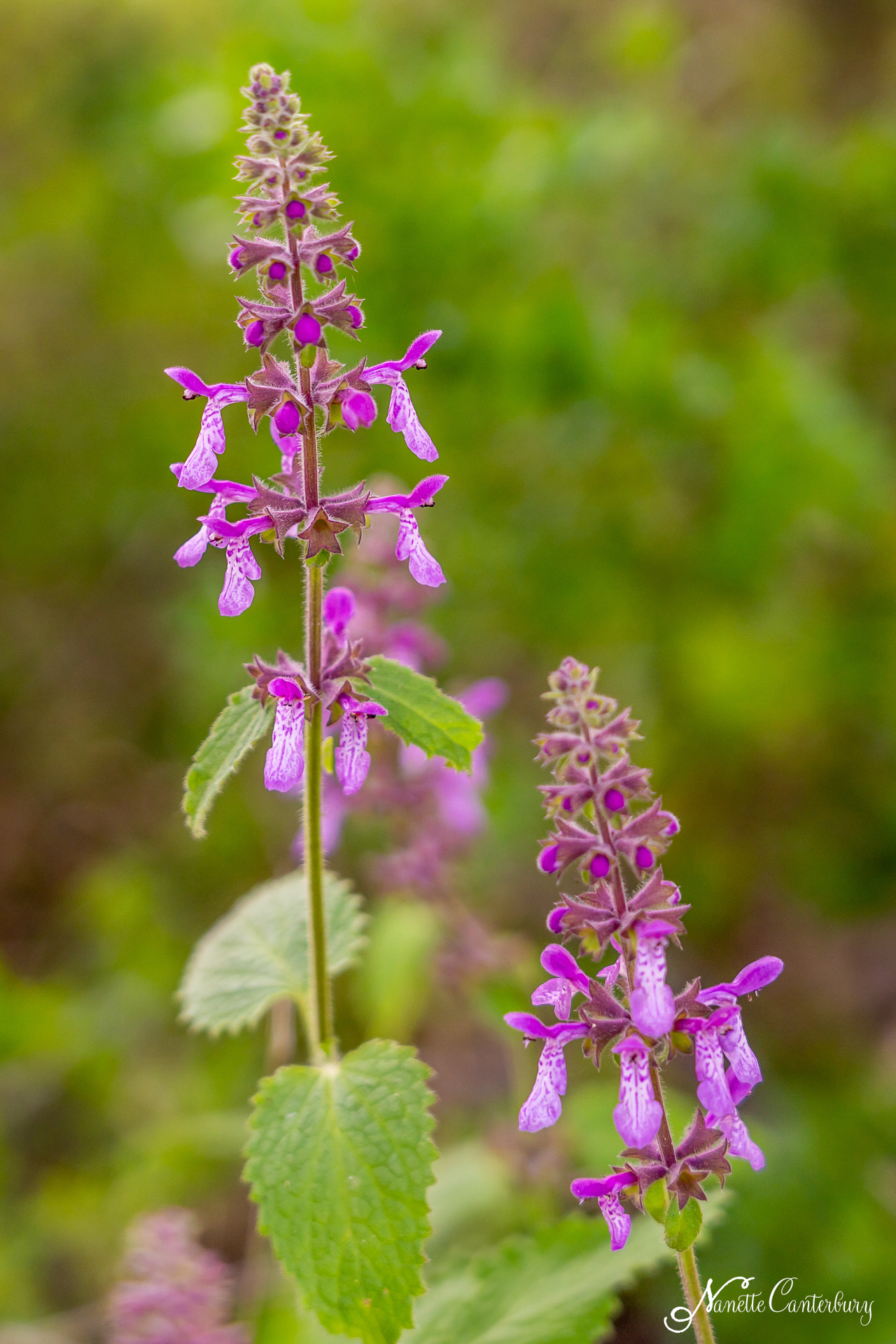 California Hedge Nettle