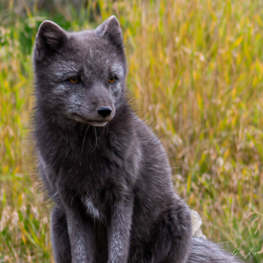 Arctic Fox