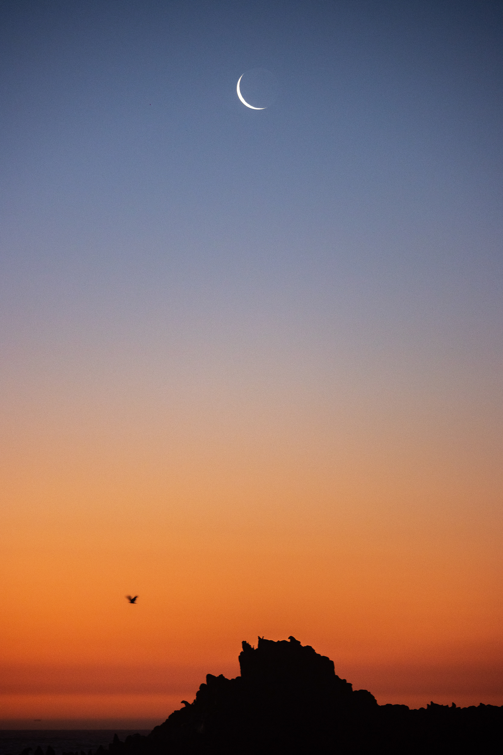 LOS LOBOS Y LA LUNA. 2024.