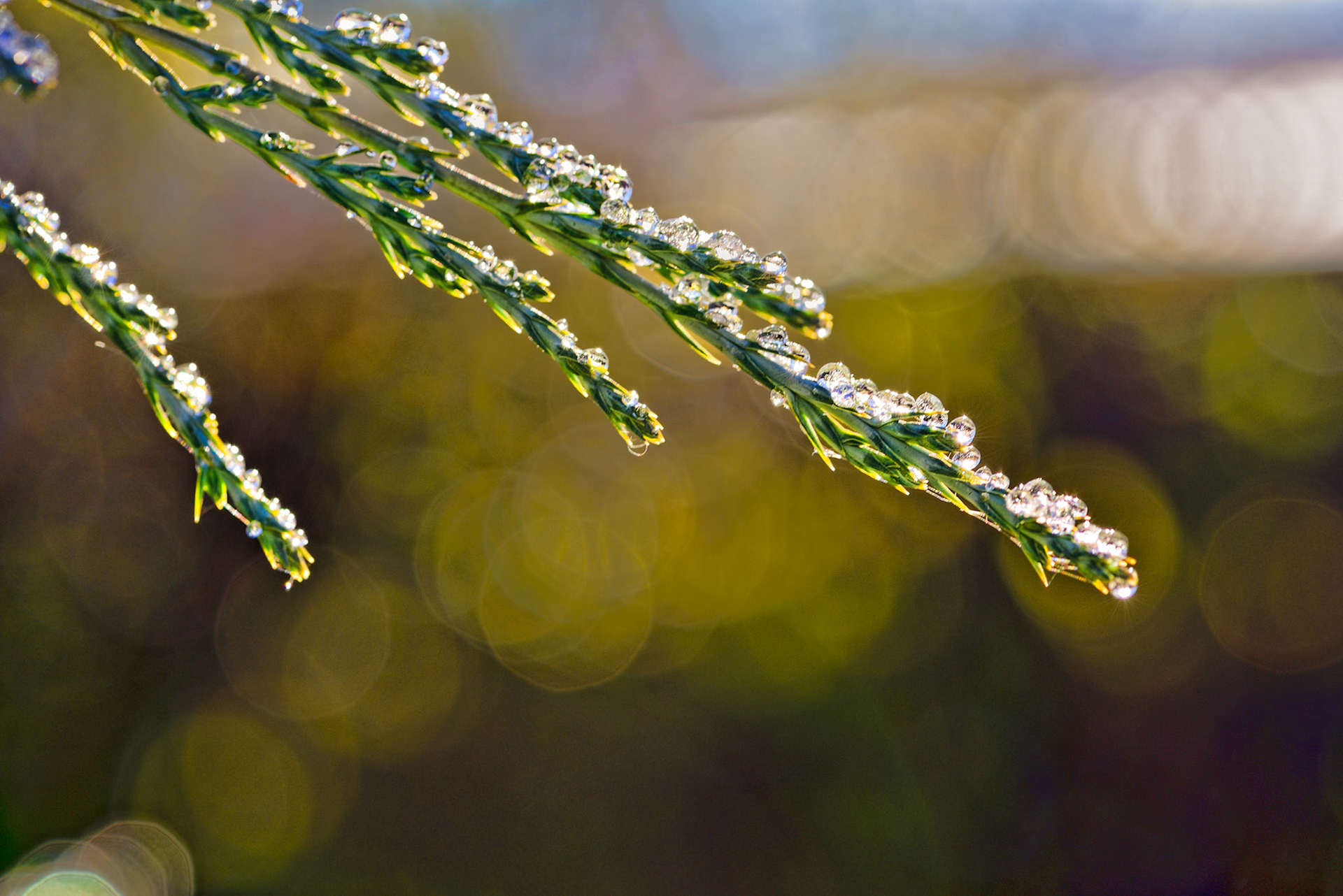 This juniper in my backyard was magically transformed by last night's drizzling rain, freezing cold, and the rising sun.