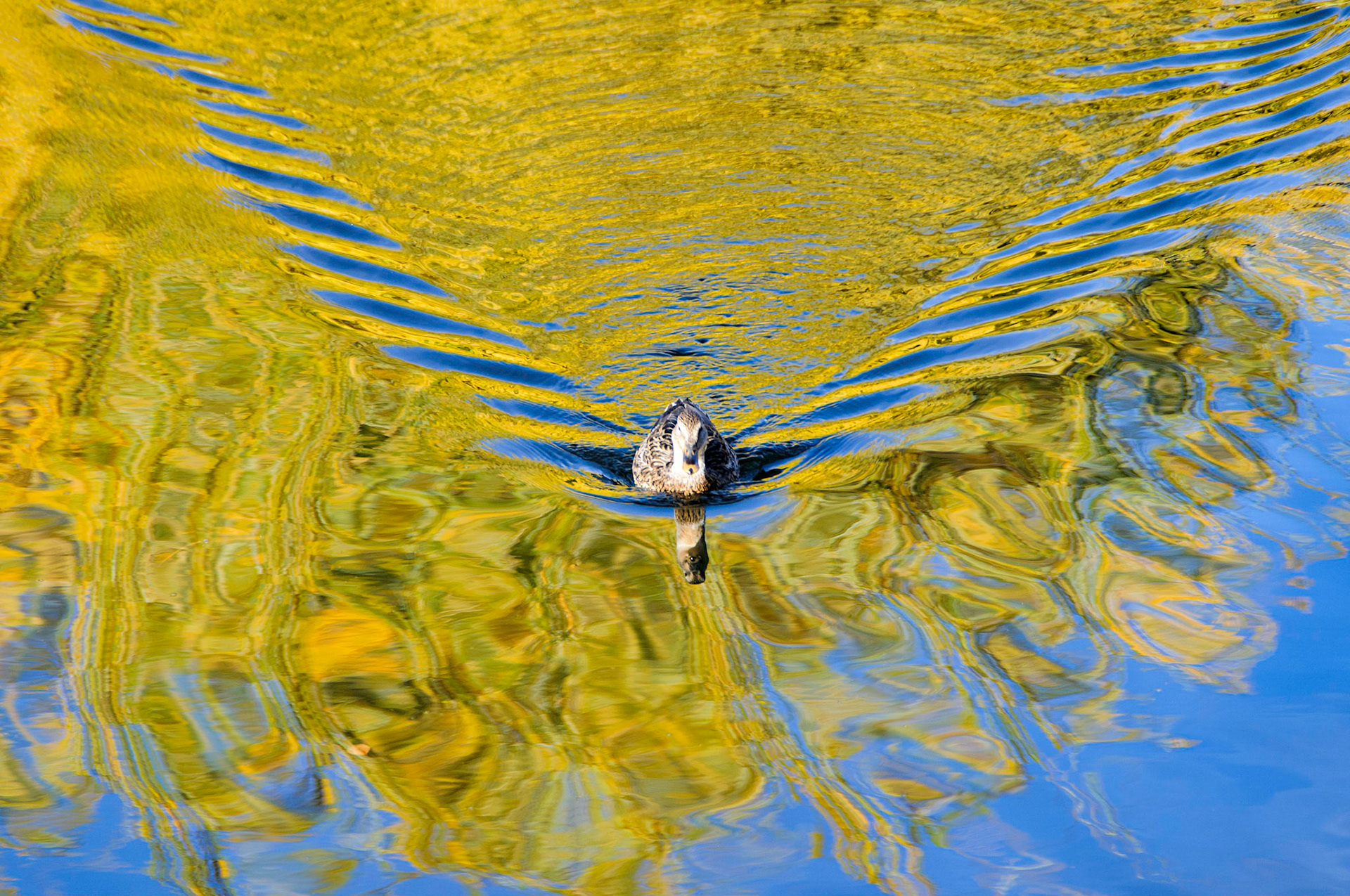 There is a small duck pond in a business park in Greenwood Village, Colorado that I’ve always wanted to photograph, and I was fortunate to arrive during golden hour on a beautiful autumn day in early November of 2010. The photo was made with a used Nikon D300 and kit lens purchased the month before, and it was this camera that made the decision to switch from 35mm film to digital easy.