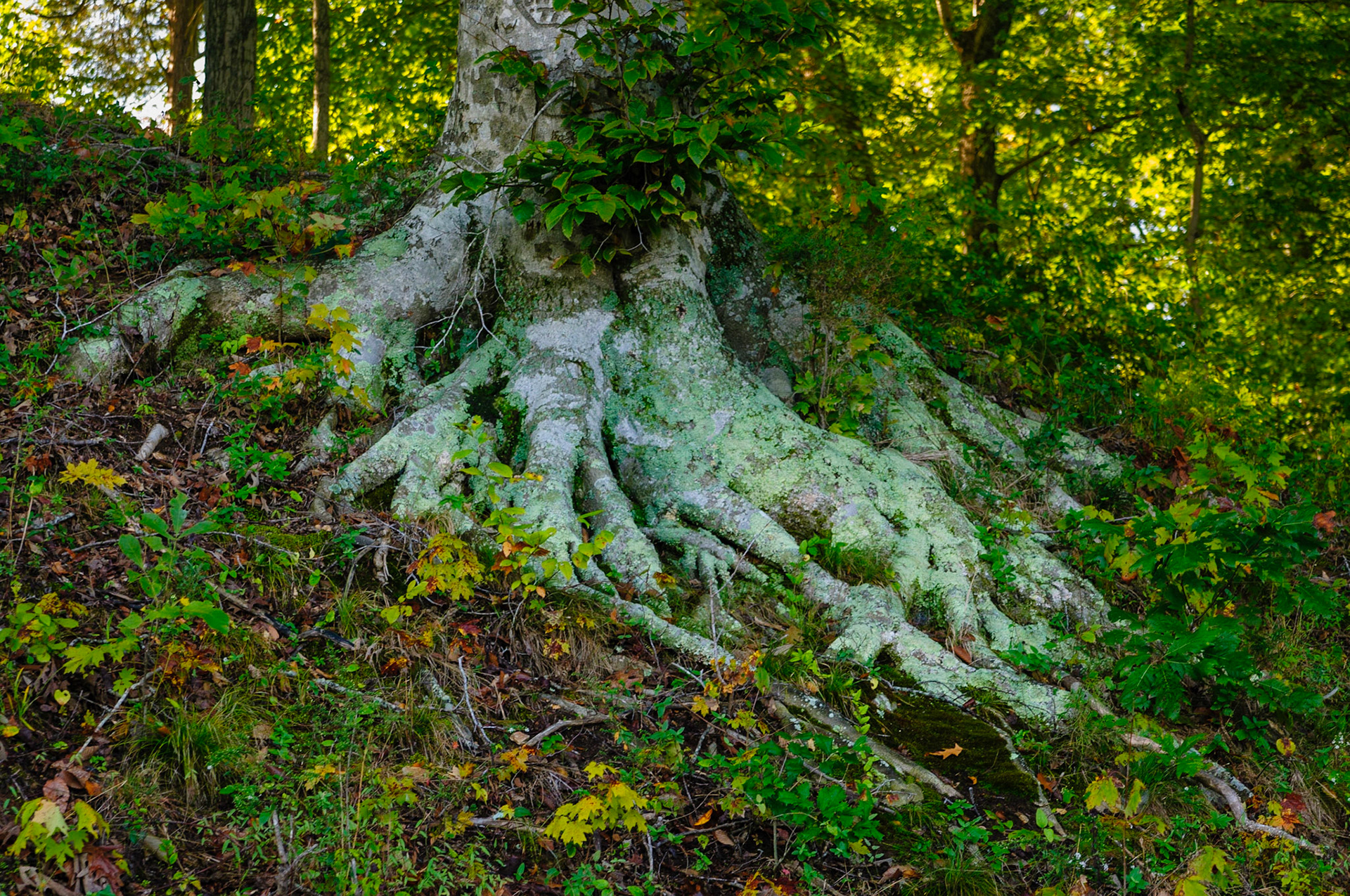 A tree near top of once was a black powder cache at Fort Donelson probably benefitted from whatever spilled from the kegs and seeped into the ground.  The fort is located on a National Battlefield site and is managed by the National Park Service.