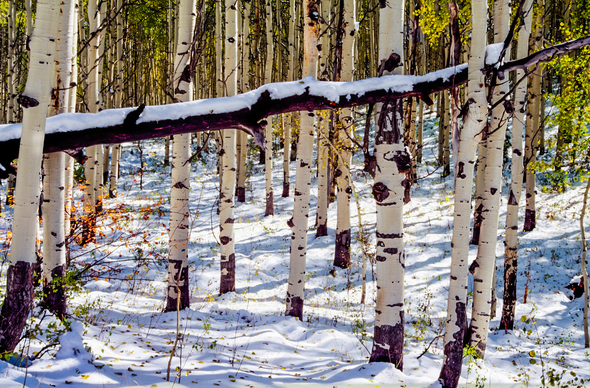 The West Elk Loop road (County Road 12) in Colorado connects Paonia State Park on the West end with Crested Butte on the East end. It passes between two wilderness areas (Raggeds Wilderness and West Elk Wilderness), which are located Southwest of the Maroon Bells-Snowmass Wilderness area, and crosses Kebler Pass at an elevation of 9,980 feet (3042 meters) in the West Elk Mountains.