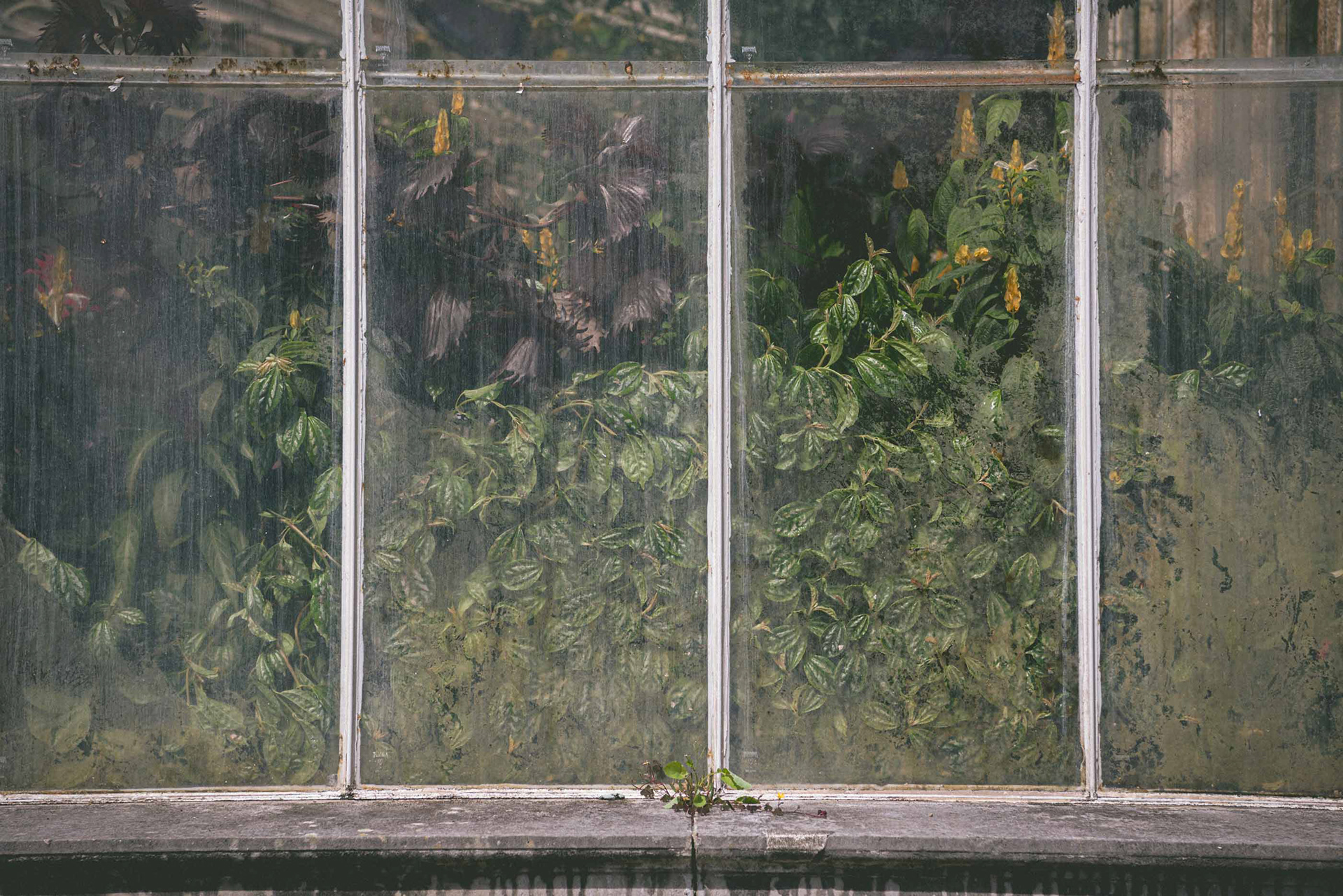 waterlily house, kew gardens - autumn '23
