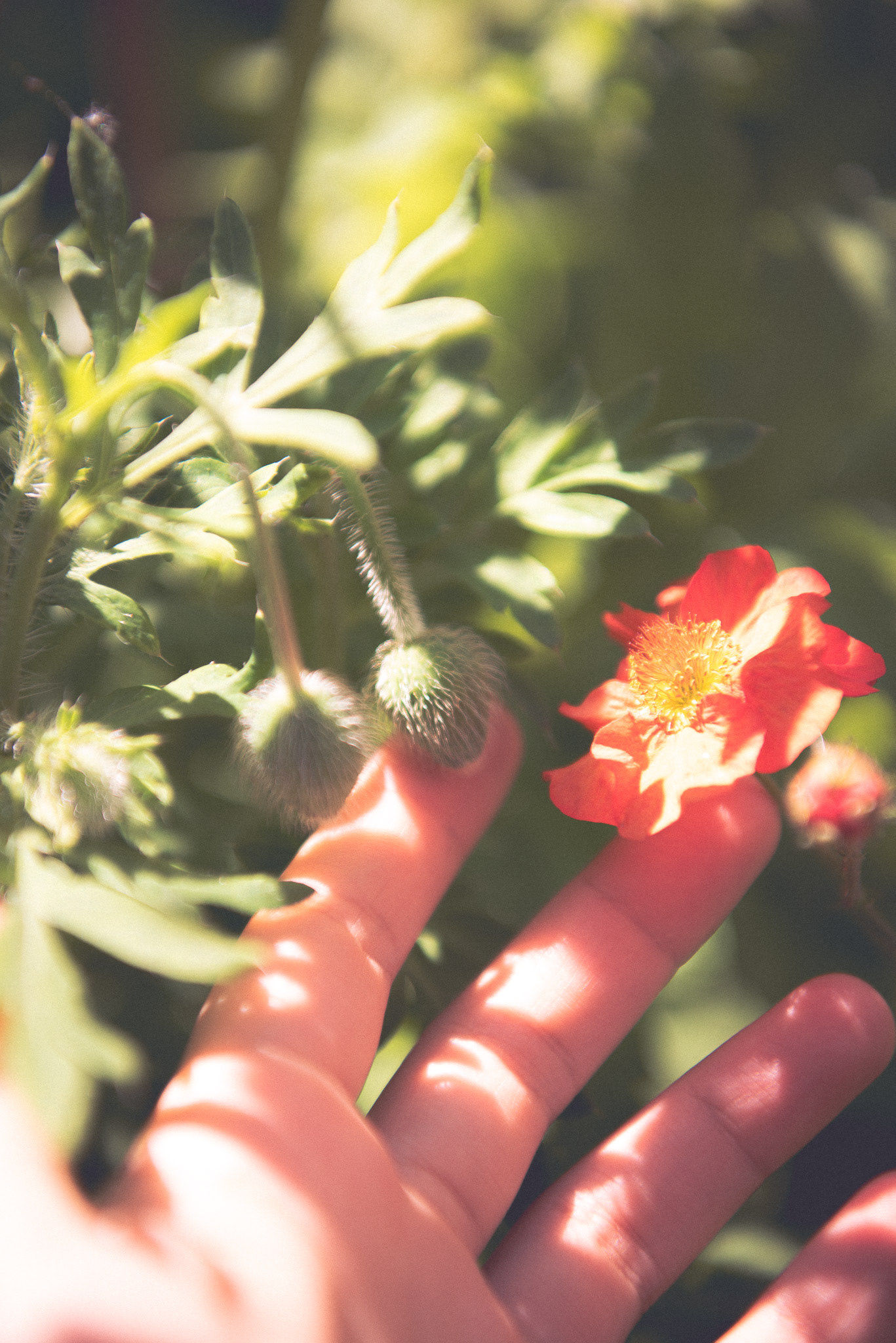 'connecting'. [ladybird poppy buds, geum 'tempo orange']