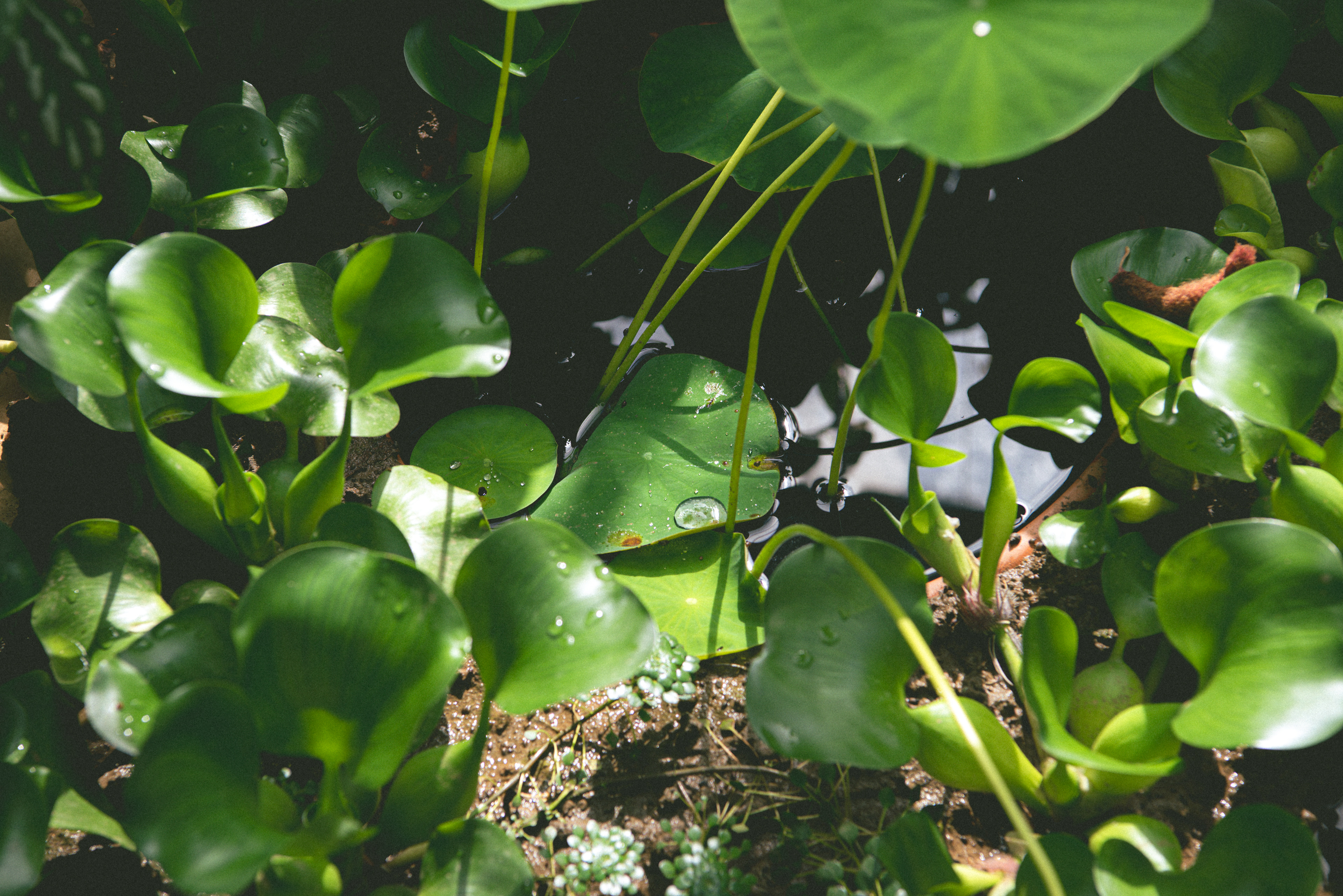 waterlily house, kew gardens - summer '23