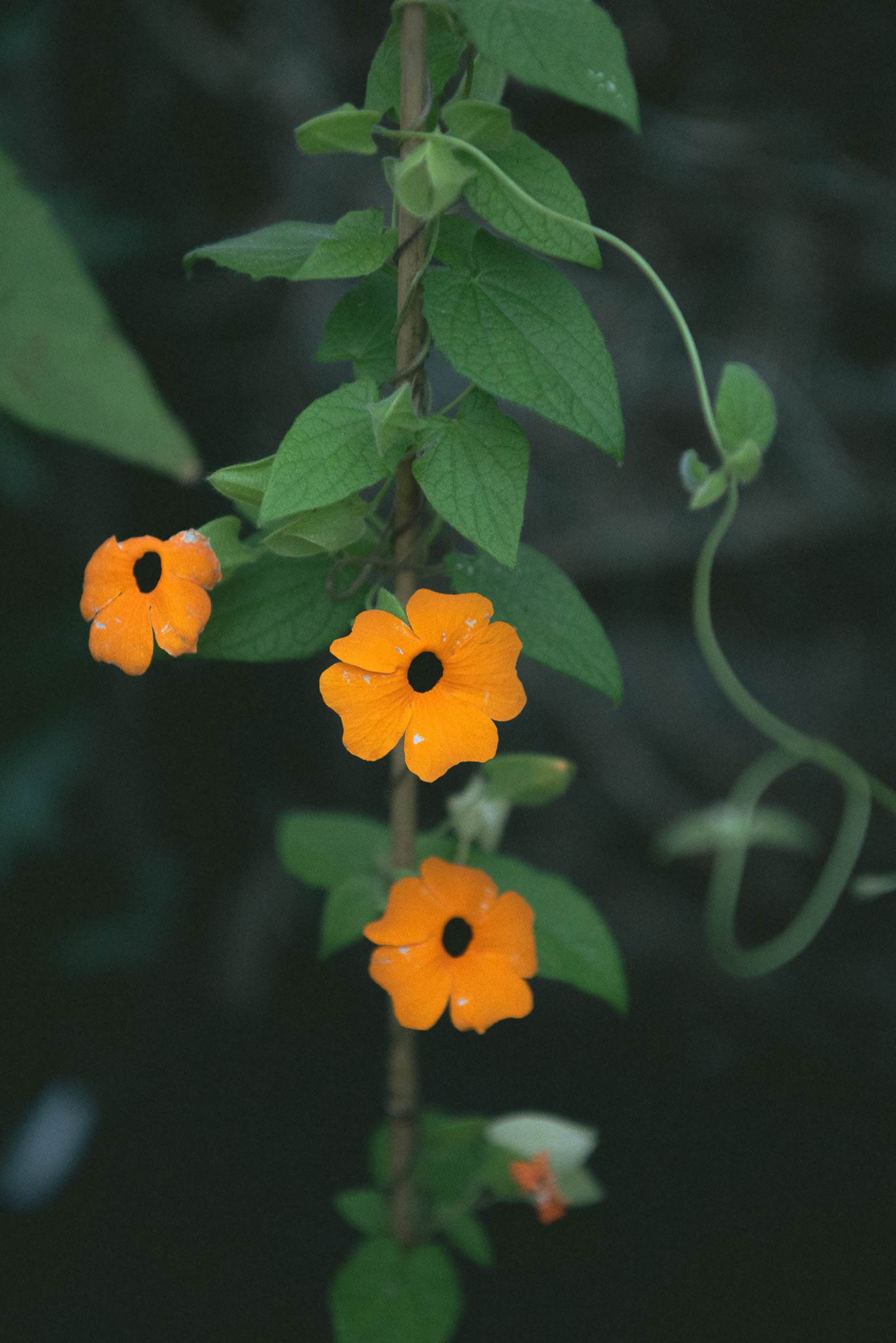 'bloomin' survivors'. [thunbergia 'orange']