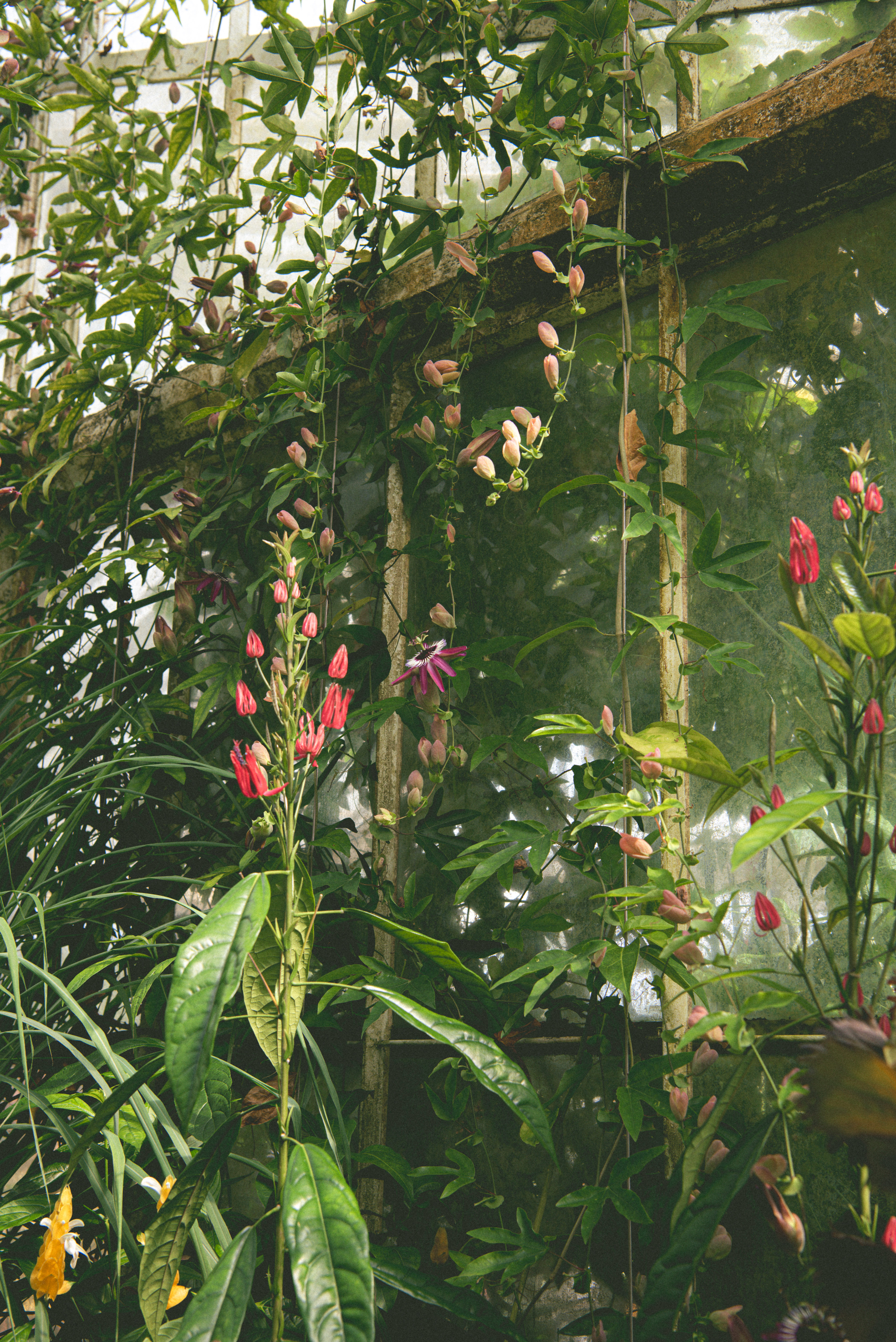 waterlily house, kew gardens - summer '23