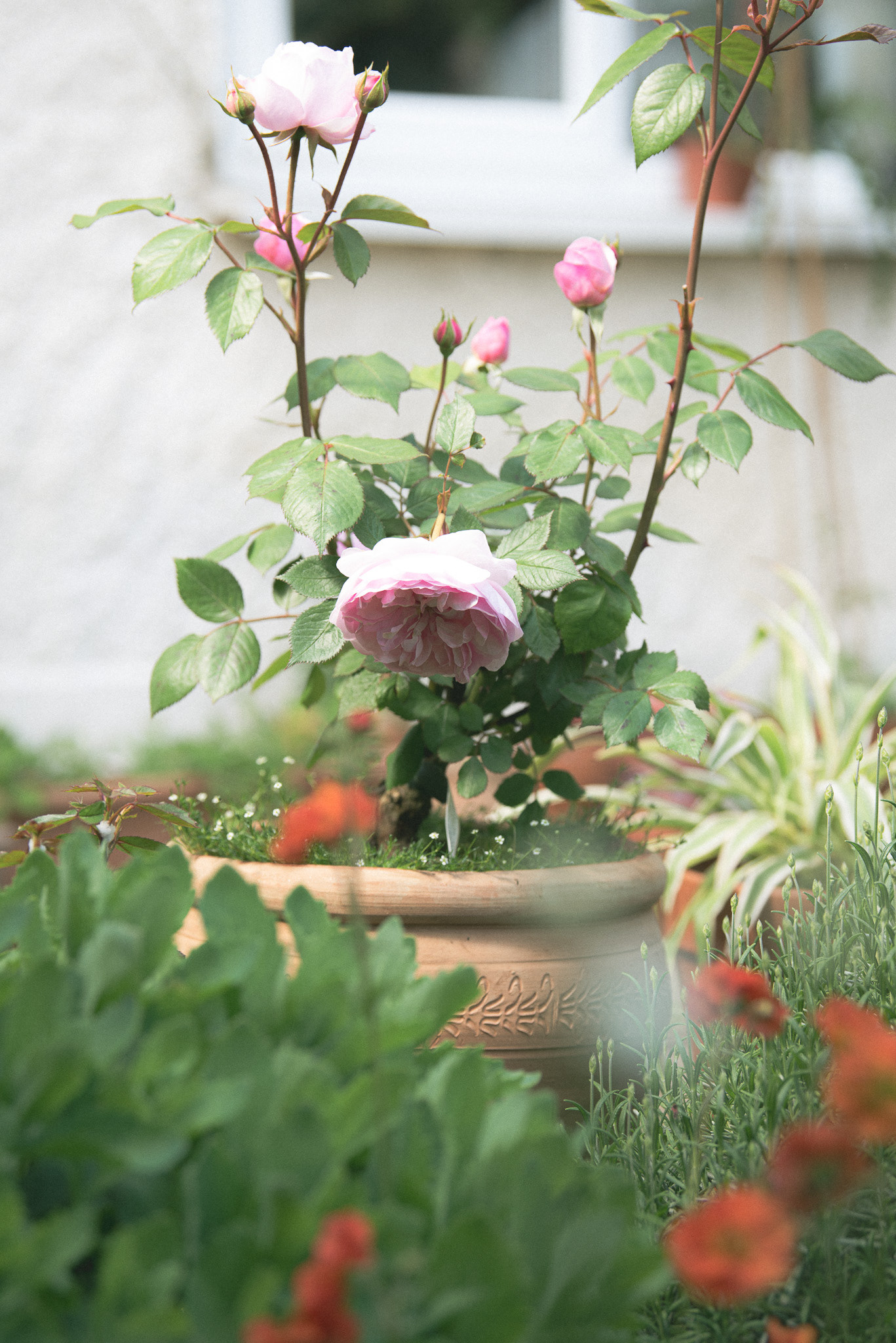 my first david austen 'olivia rose', spring '23