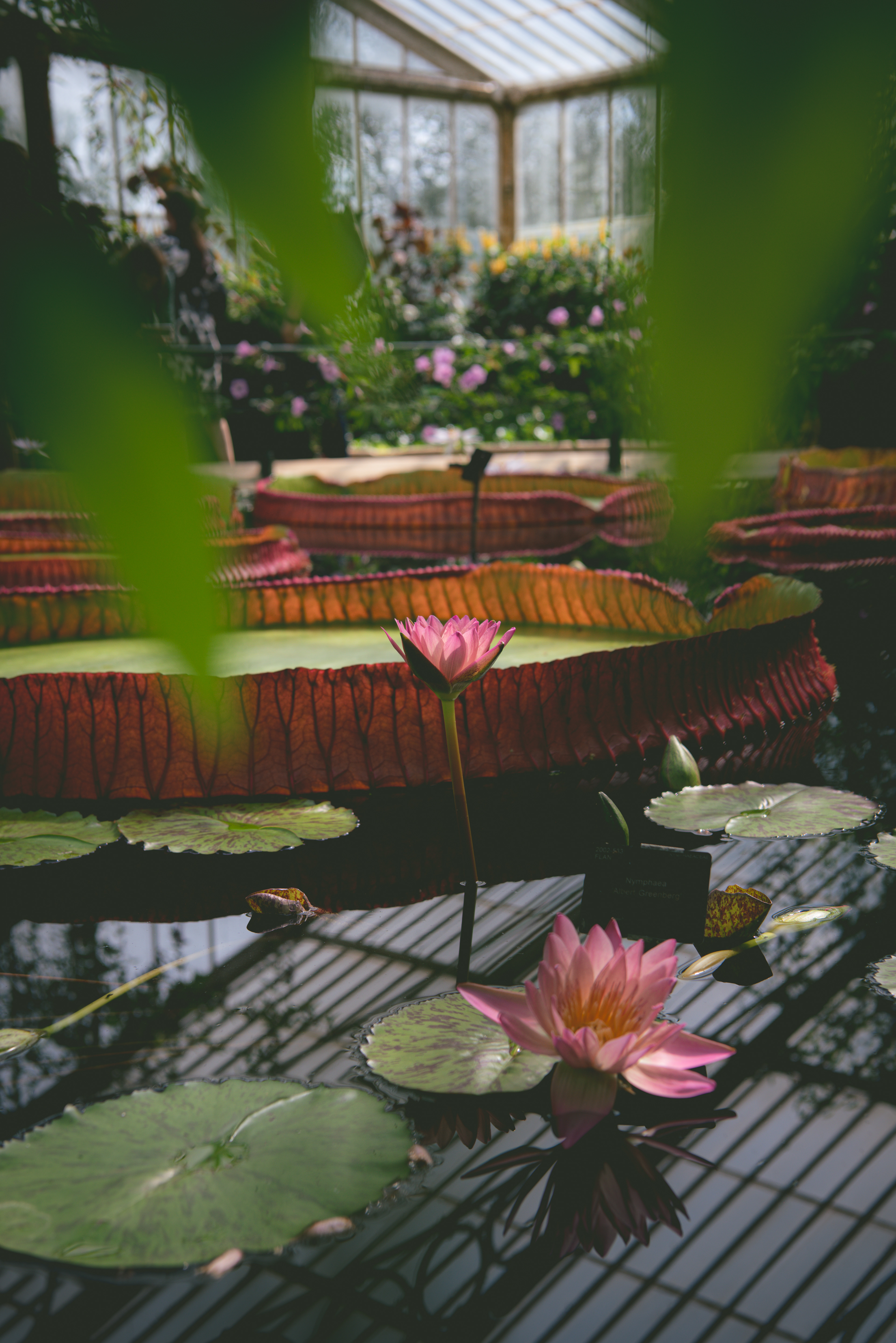waterlily house, kew gardens - summer '23